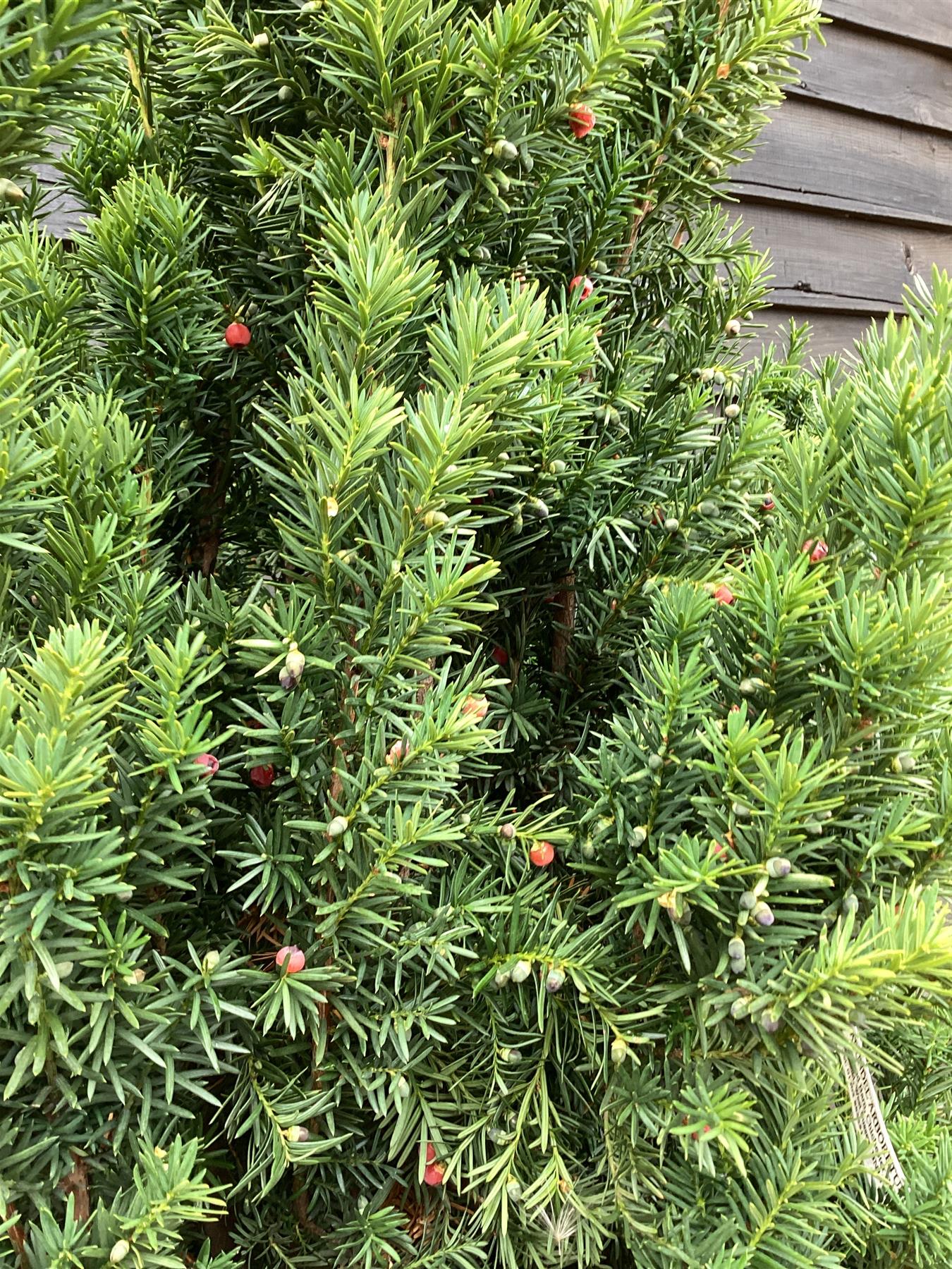 Taxus Media 'Hillii' | Yew Tree/Large Shrub - Upright Taxus - Bushy