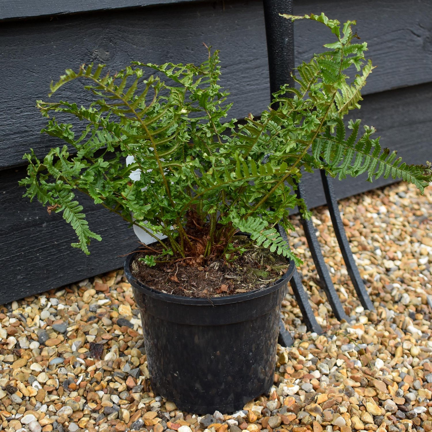 Dryopteris affinis | Golden Shield Fern - 20-30cm - 2lt