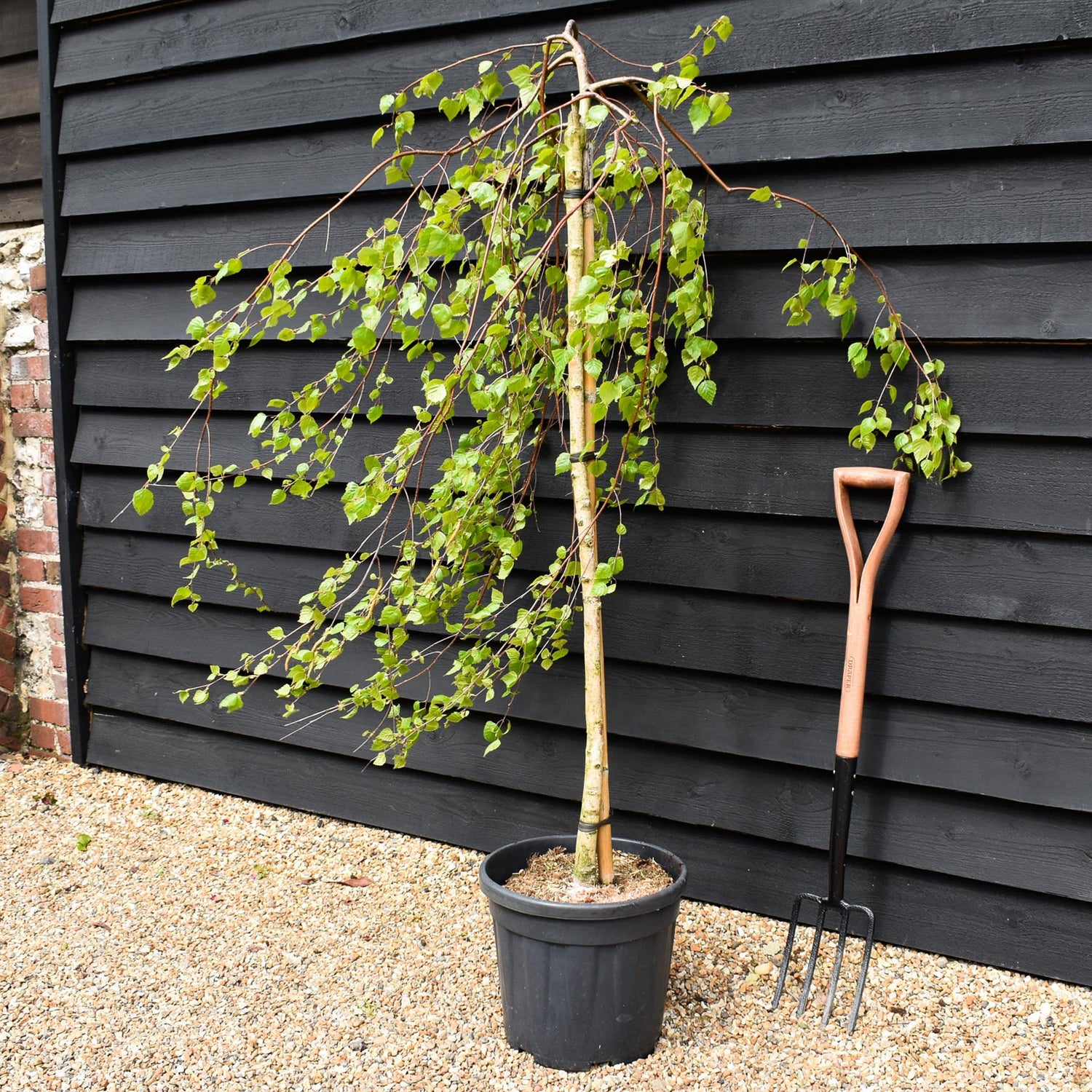Young's weeping silver birch | Betula pendula Youngii - Stem 120cm - Height 170-180cm - 20lt
