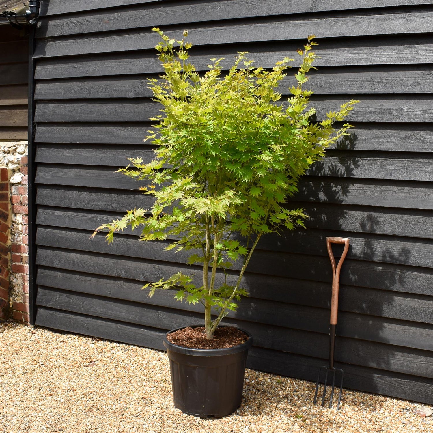 Acer Shirasawanum 'Jordan' - Bushy - Height 170-180cm - 55lt