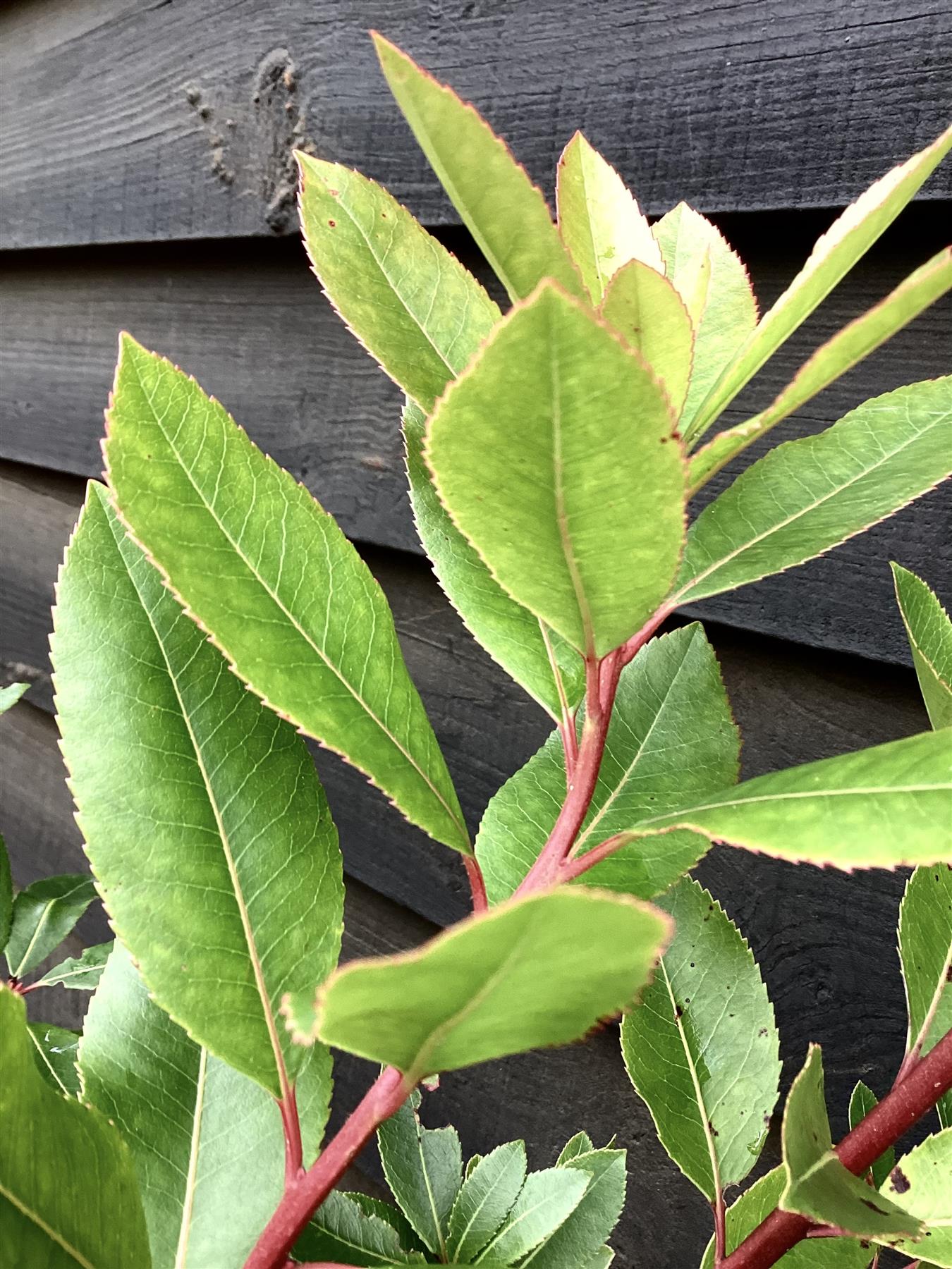 Arbutus unedo | Strawberry Tree - 120cm, 10lt