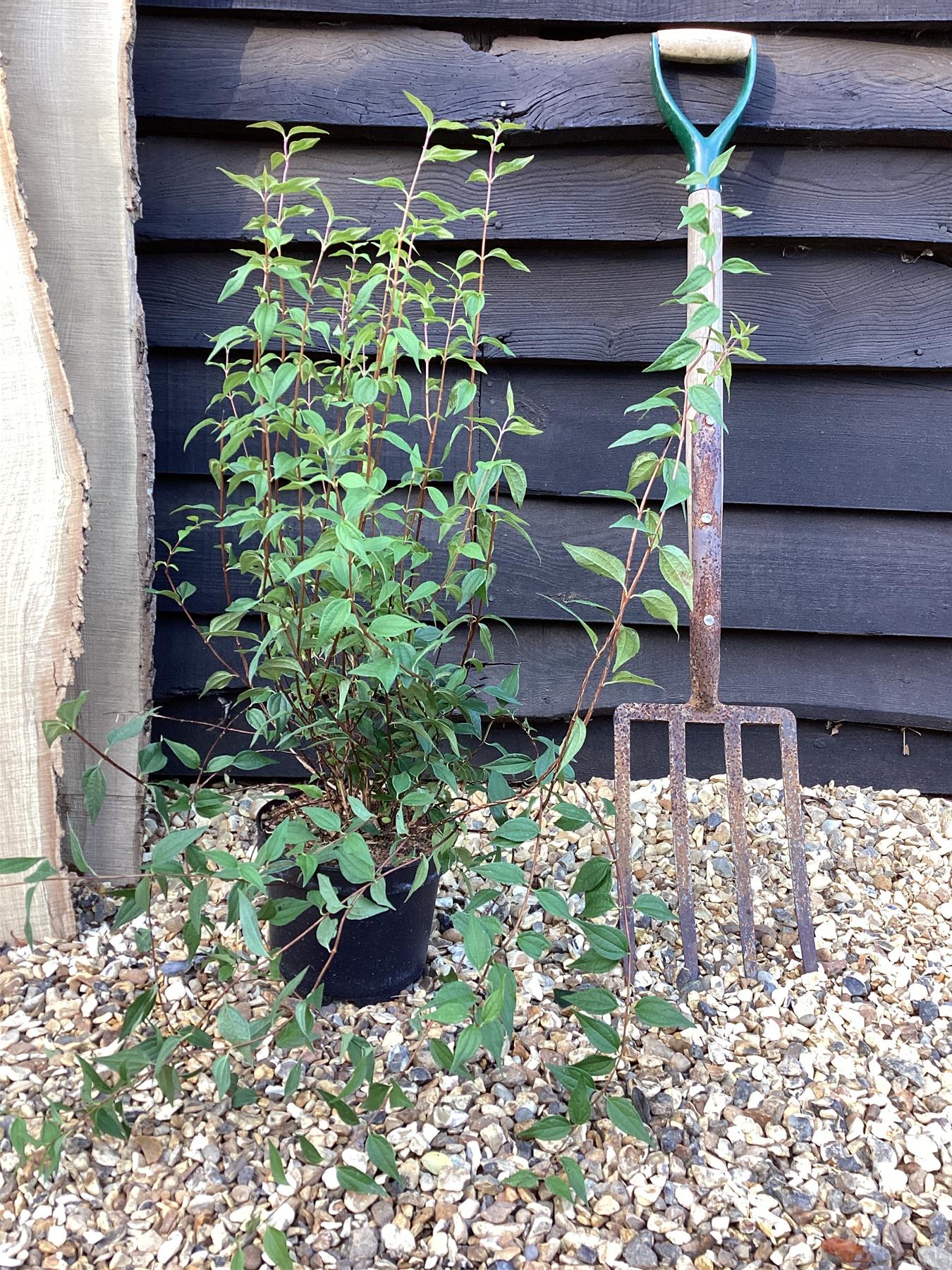 Philadelphus 'Lemoinei' - 55-65cm, 12lt