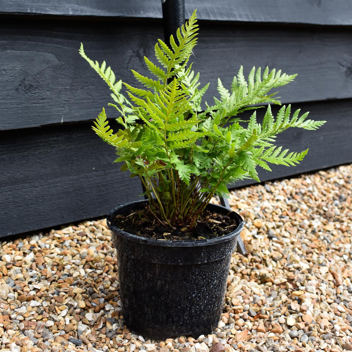 Woodwardia fimbriata - Fern - Herbaceous - Height 20-30cm - 2lt