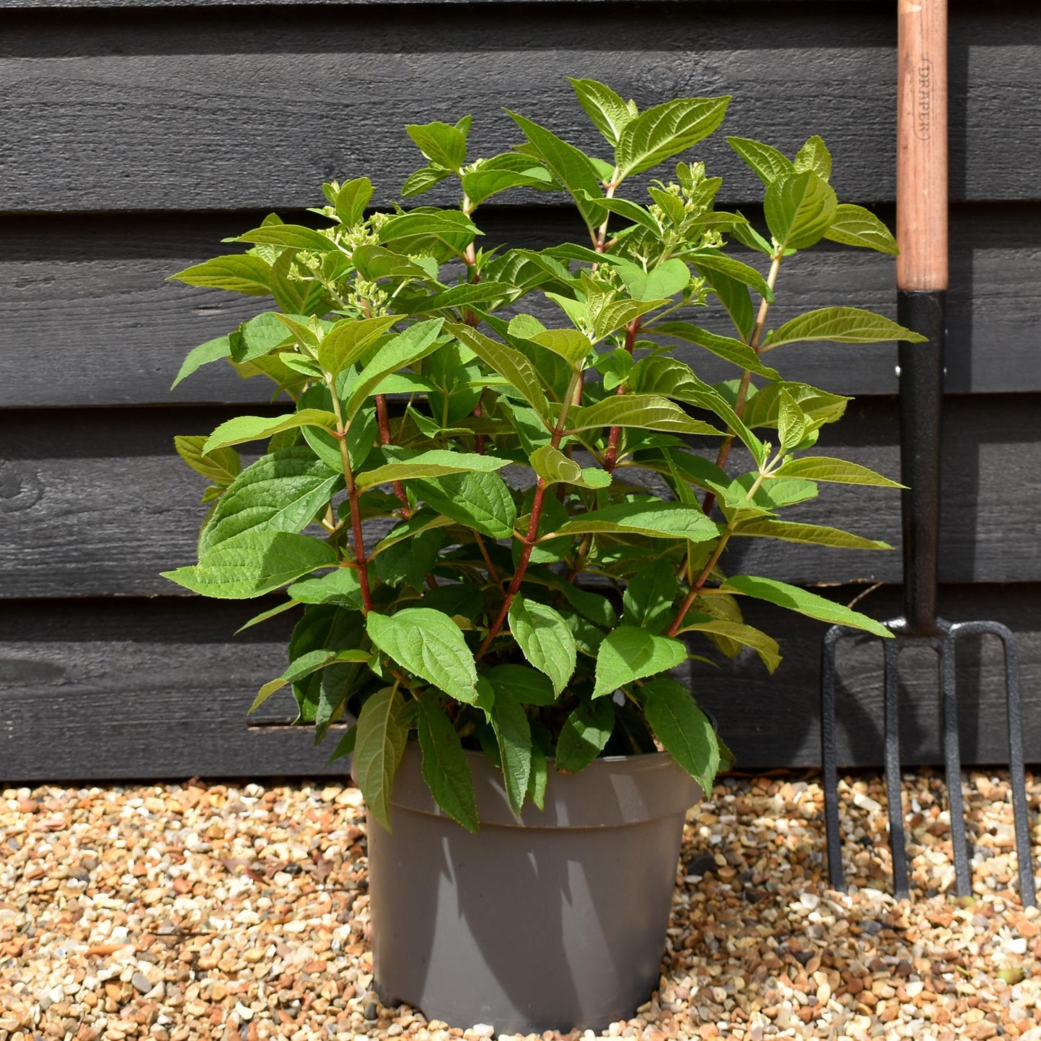 Hydrangea Paniculata 'Bonfire' - Height 40-50cm - 7.5lt