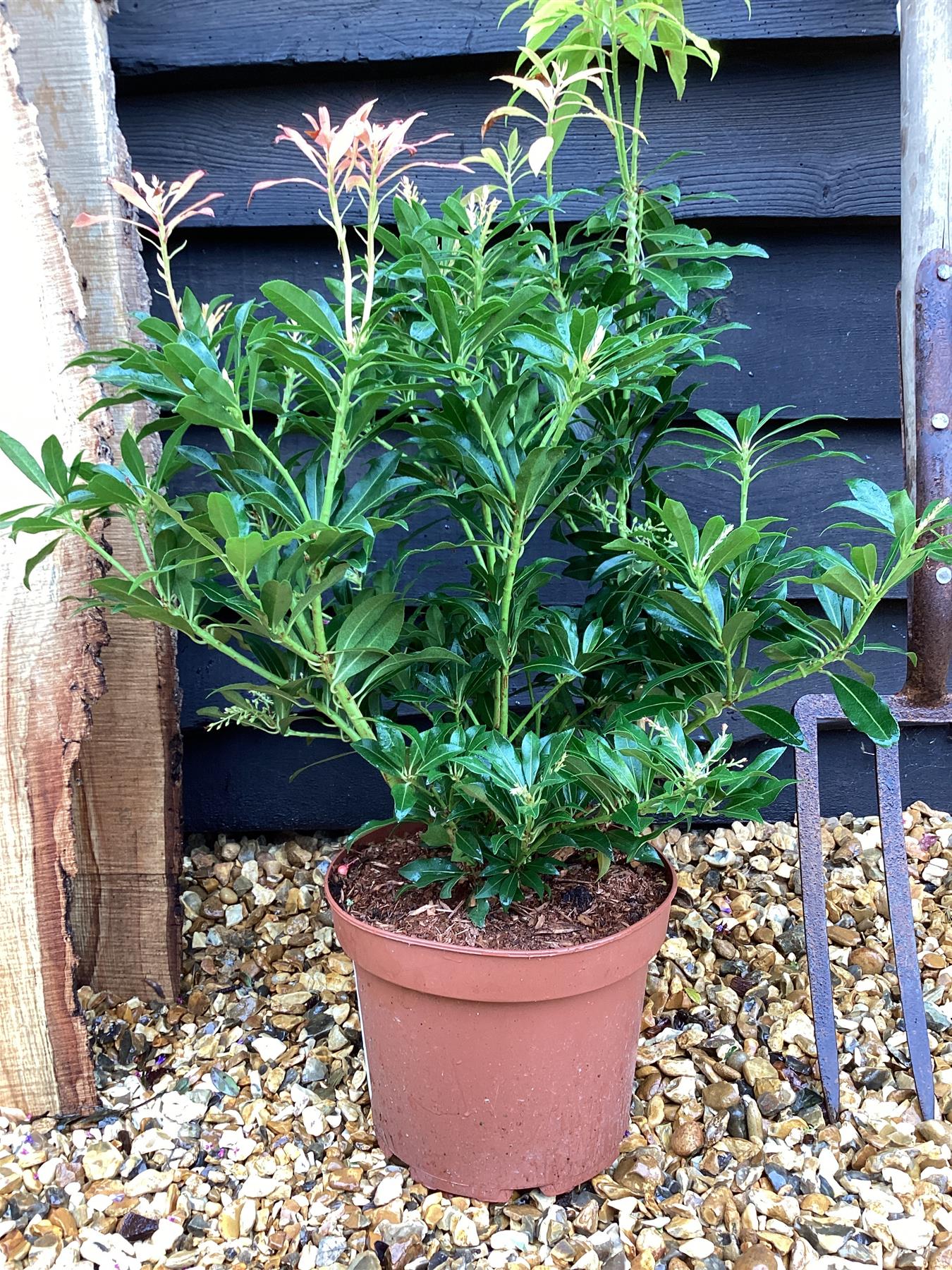 Pieris 'Forest Flame' - 55-60cm, 5lt