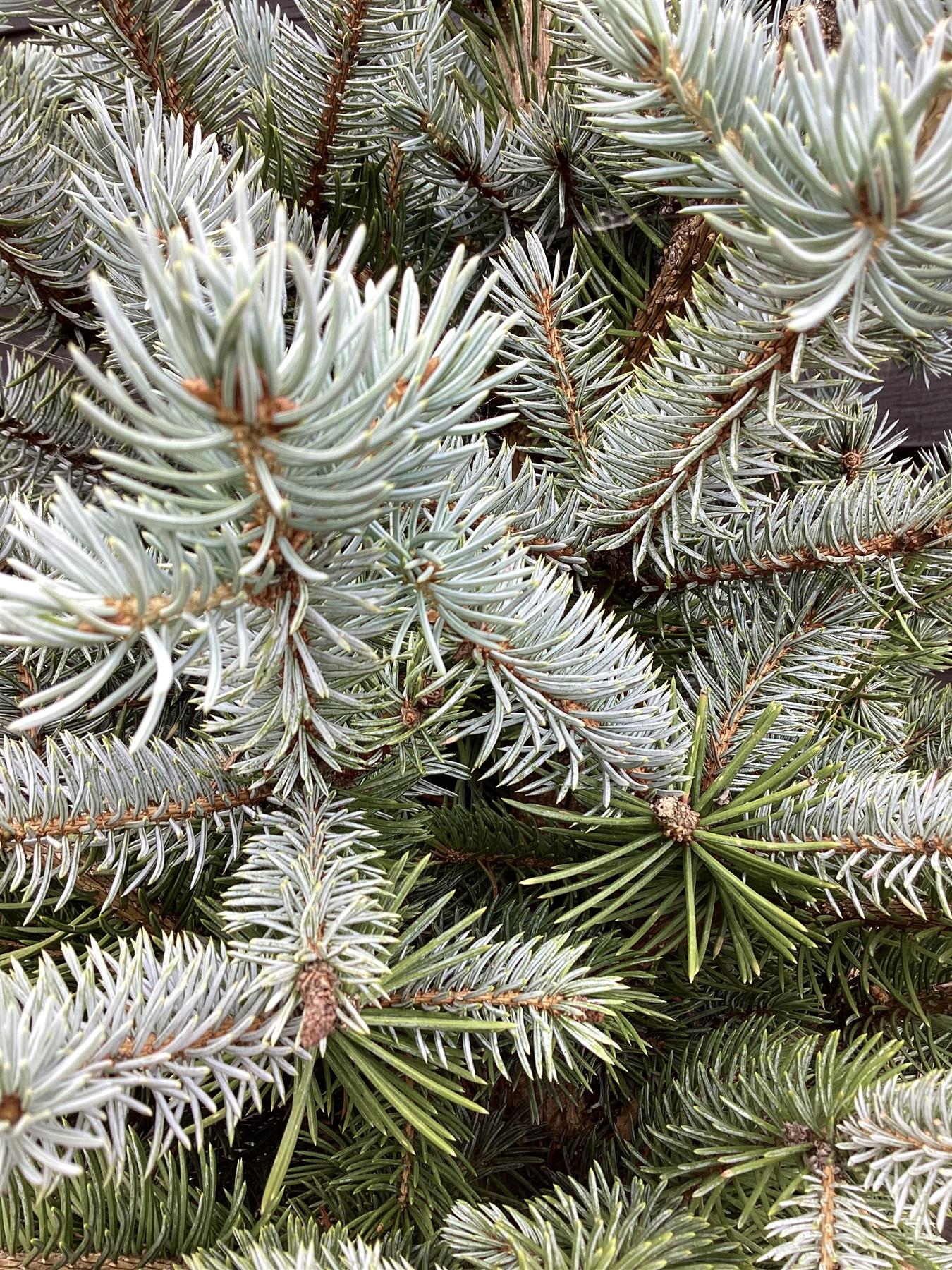 Picea pungens | Colorado Blue Spruce - 170-180cm, 55lt