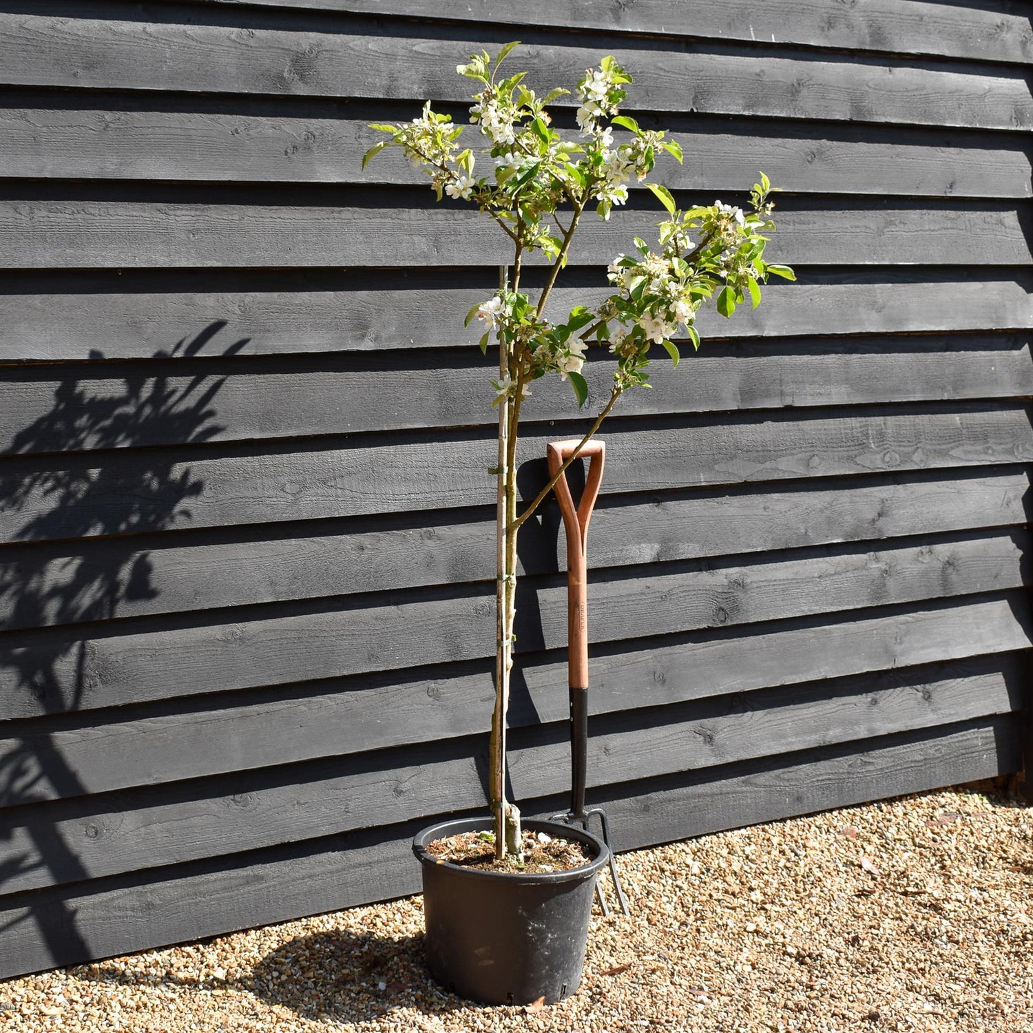 Apple tree 'Discovery' | Malus domestica - MM106 - Semi-Dwarfing - Height 140-150cm - 20lt