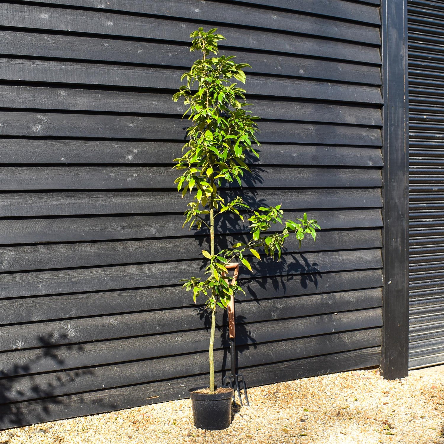 Japanese blue oak | Quercus glauca - Height 180-200cm -Pot Grown - 10lt