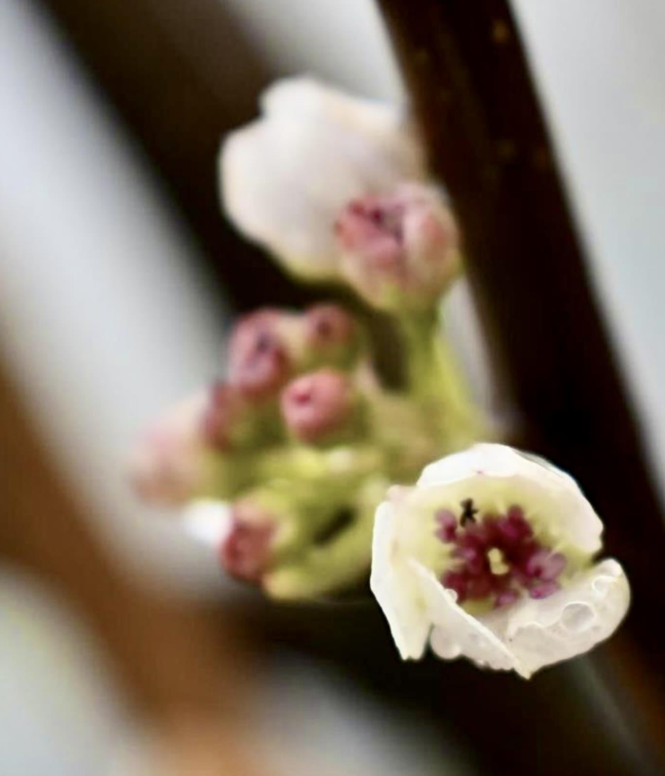 Pyrus calleryana 'Chanticleer' | Callery Pear - Height 180-220cm - 12lt