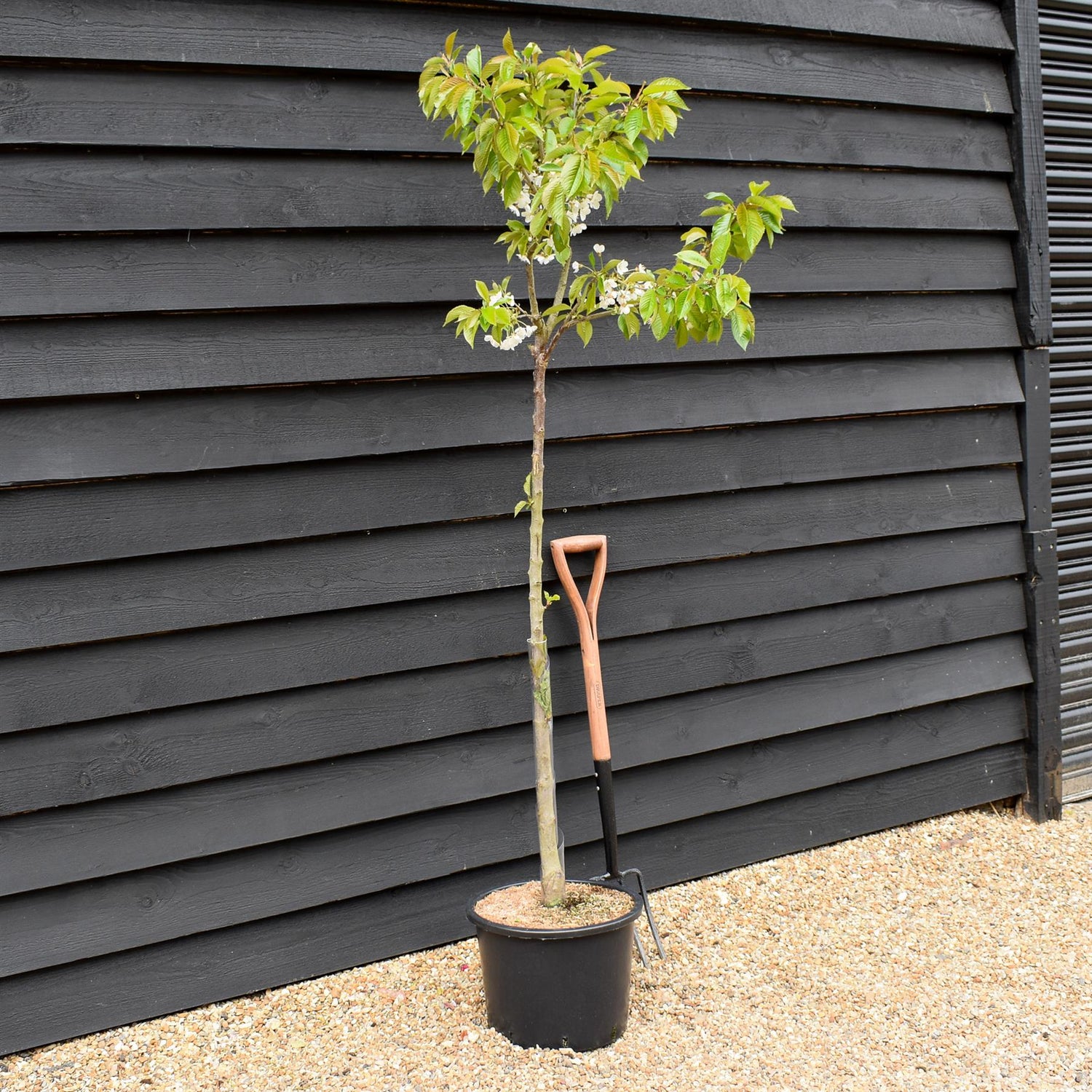 Cherry tree 'Summit' | Prunus avium 'Summit' - Half Standard - Height 150-180cm - 20lt