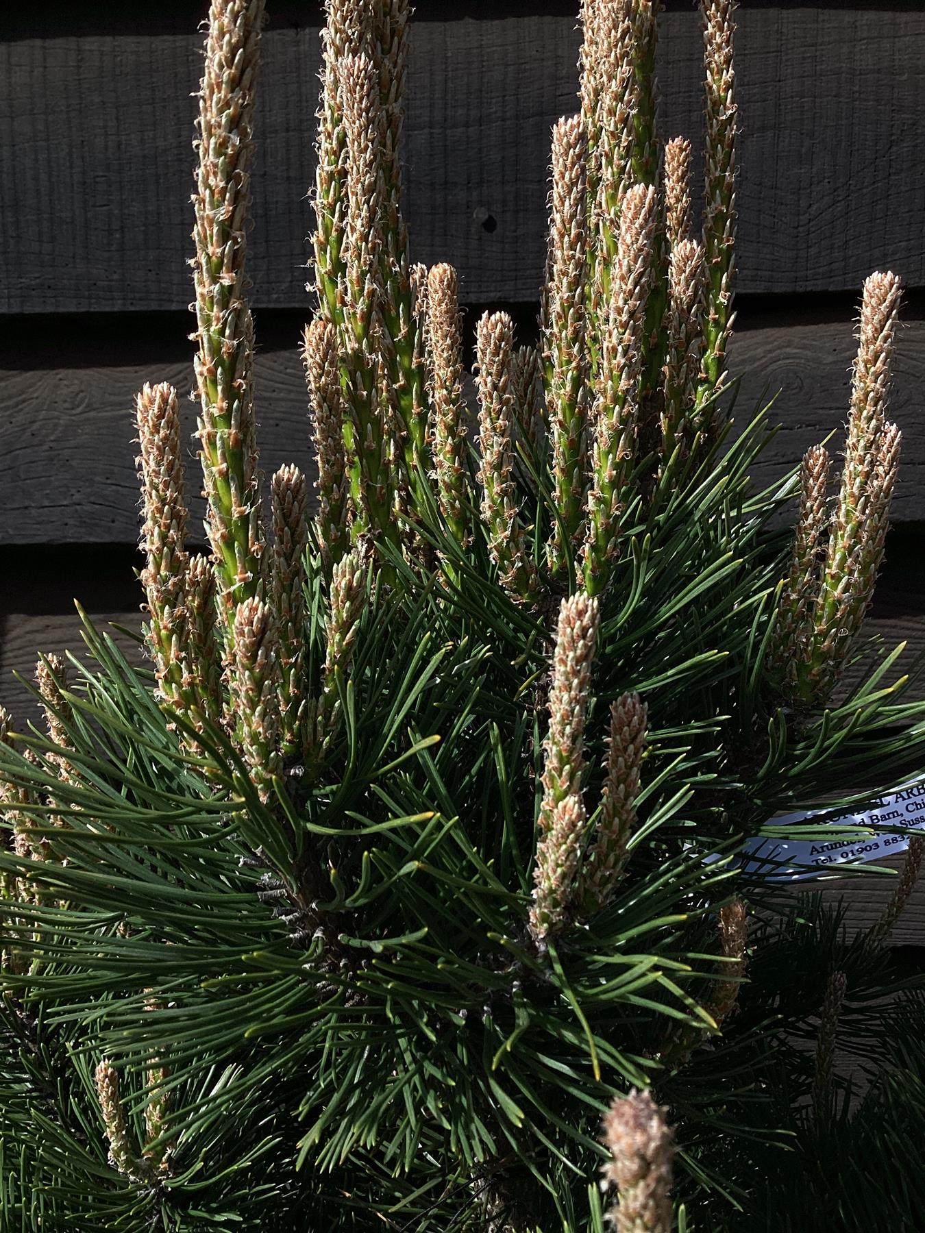 Pinus mugo 'Gnom' | Dwarf mountain pine - 55-70cm -18lt