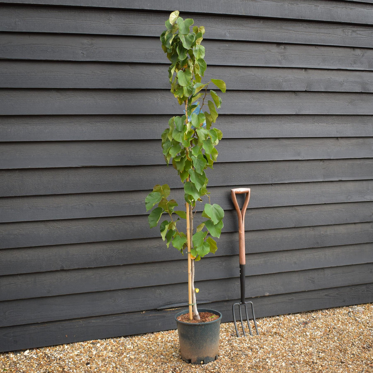 Cercis chinensis Shirobana- Height 180-220cm - Bushy - 10lt