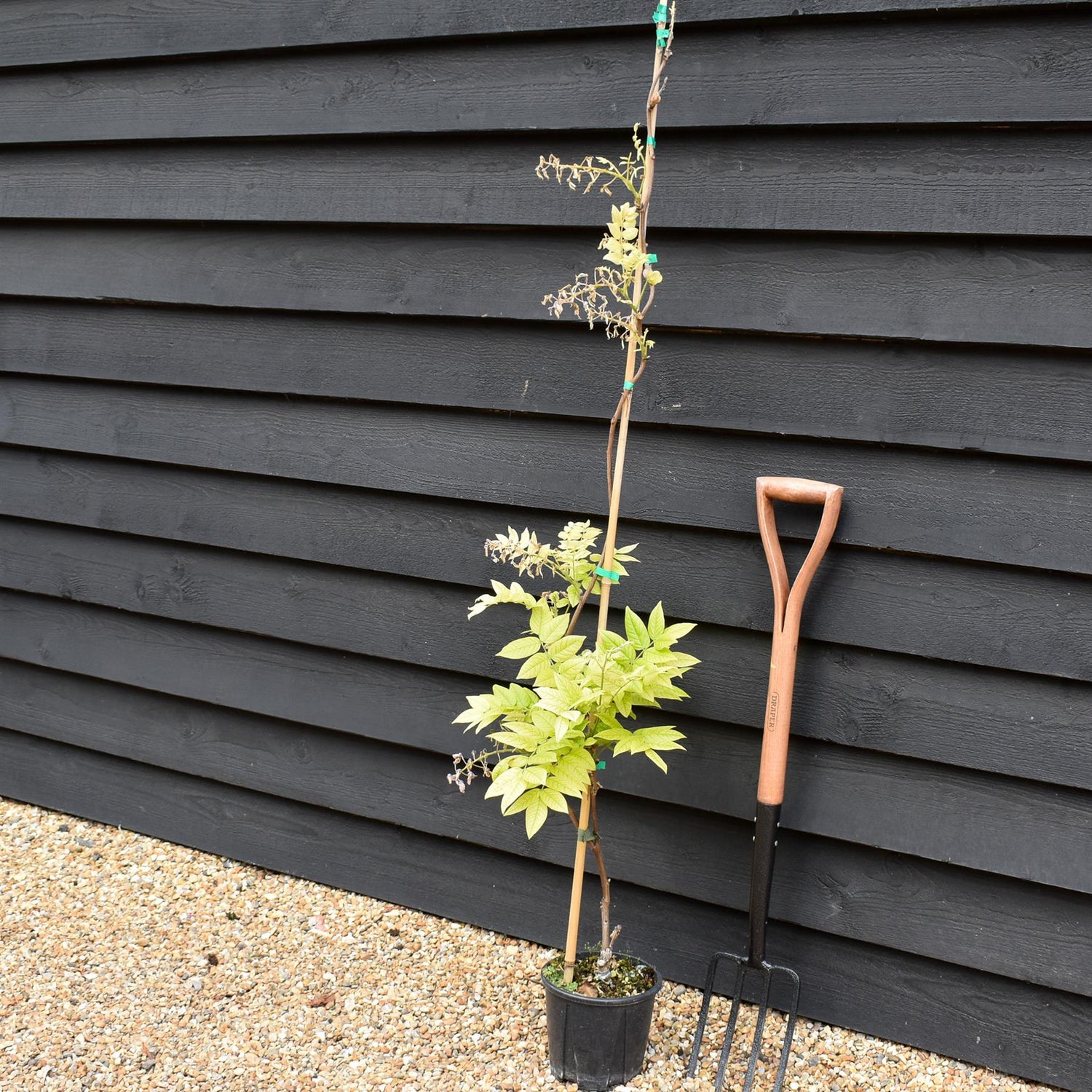 Wisteria brachybotrys 'Iko yama Fuji' | Chinese Wisteria Light Violet - Cane - Height 150-170cm - 3lt