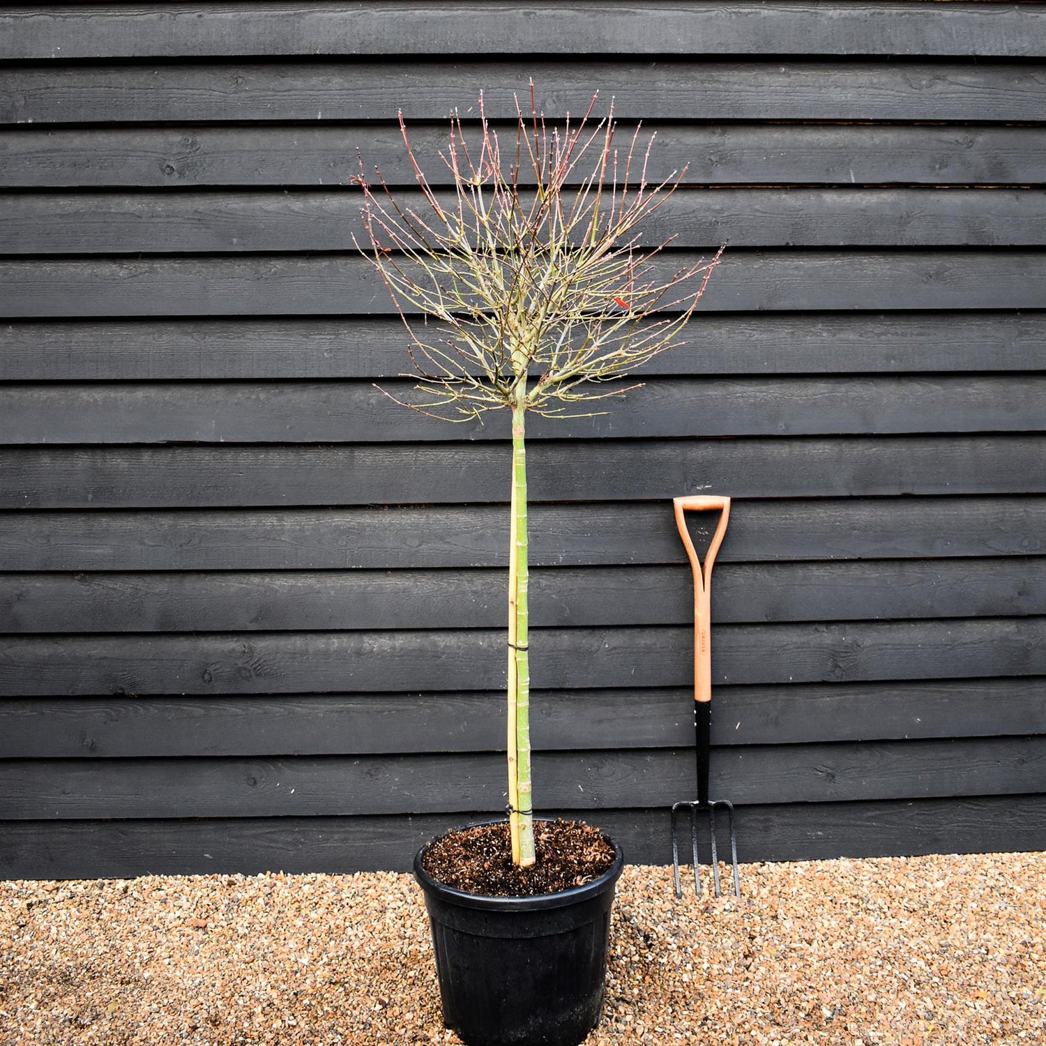 Japanese maple 'Shaina' | Acer palmatum - Clear Stem 90cm - Height 150-180cm - 35lt