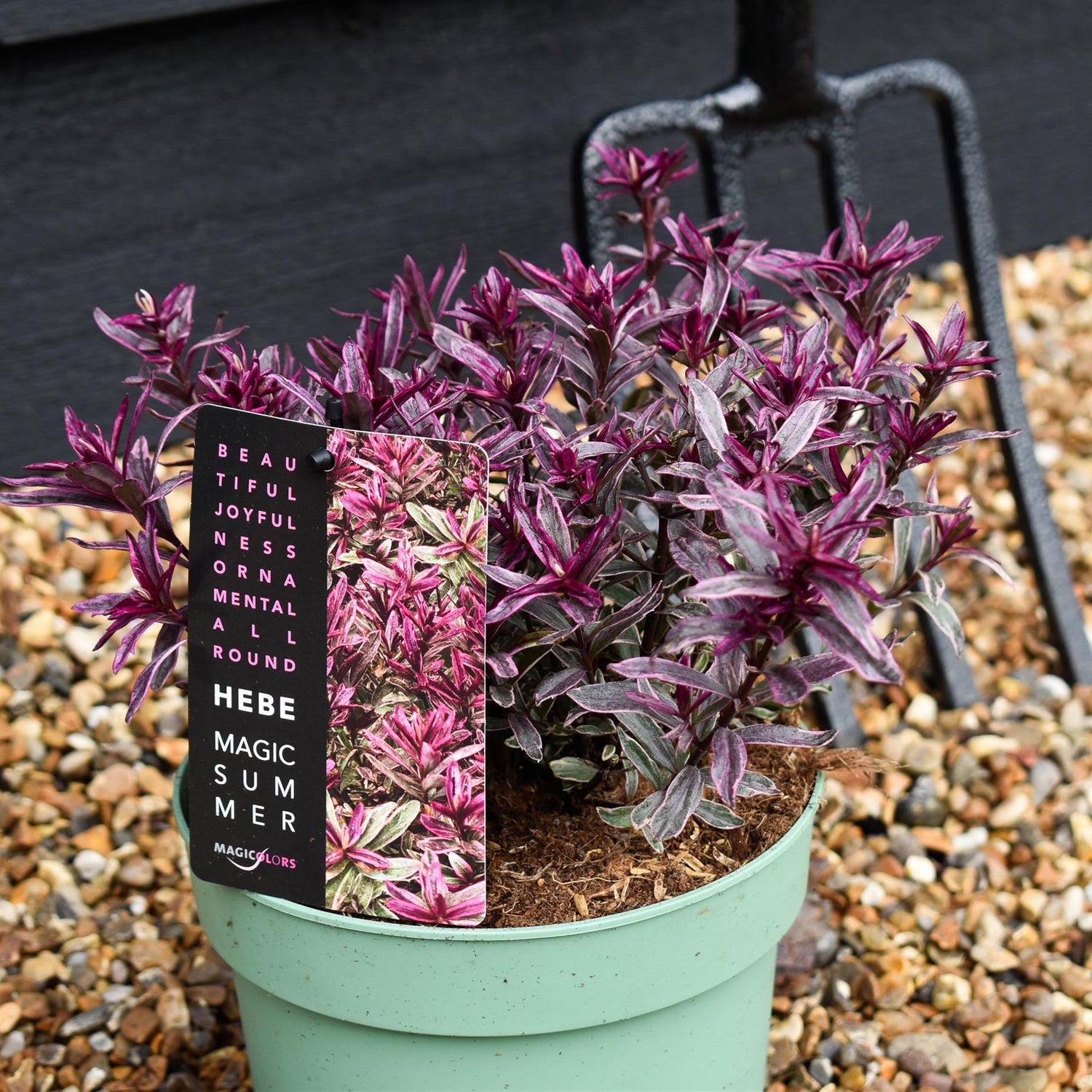Hebe 'Magic Summer' - Height 10-20cm - 2lt
