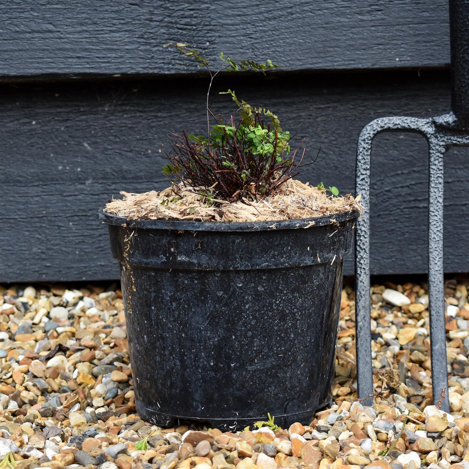 Adiantum aleuticum 'Imbricatum' - Fern - Perennial - 2lt