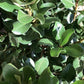 Rhaphiolepis umbellata | Yeddo Hawthorn - 80-90cm, 10lt