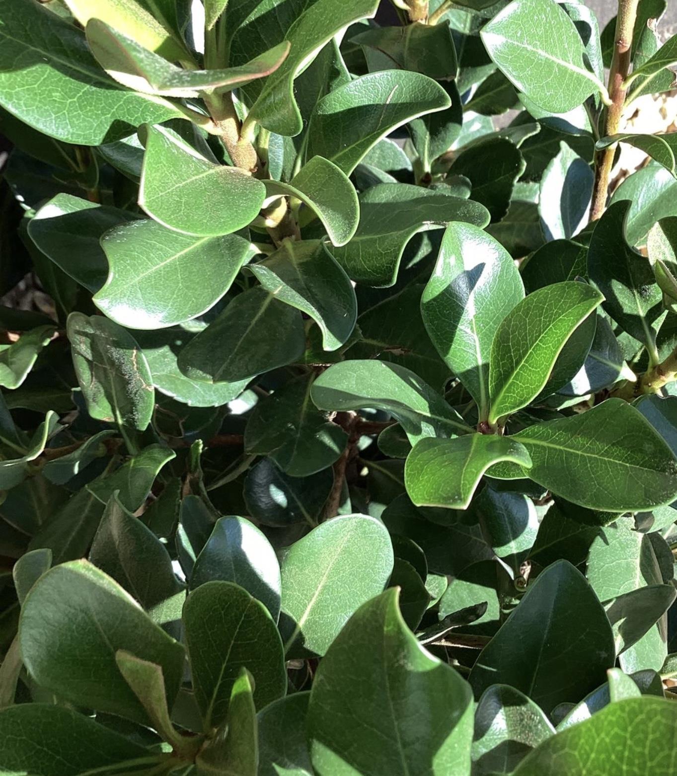 Rhaphiolepis umbellata | Yeddo Hawthorn - 80-90cm, 10lt