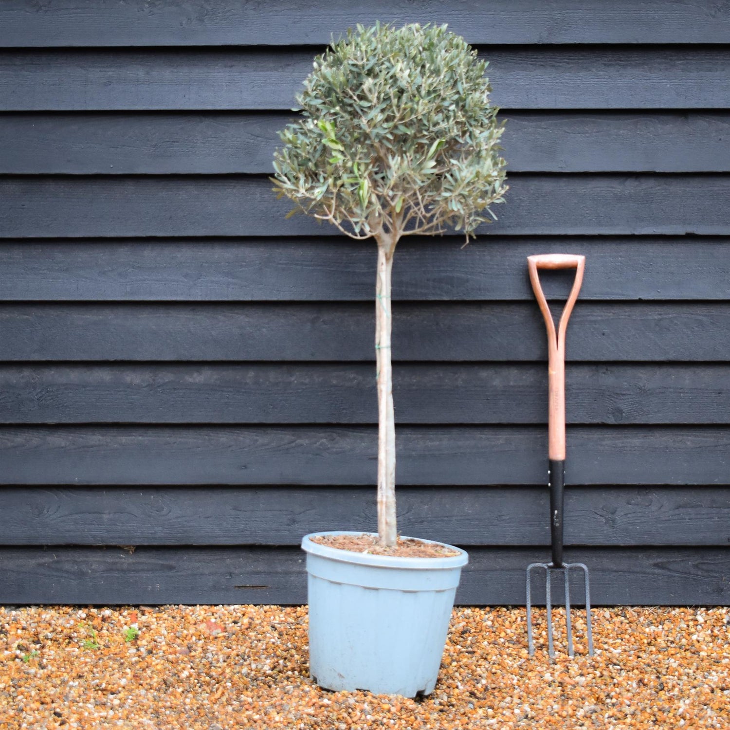 Olive Tree |Olea Europea - Half Standard - Clear Stem 50-60cm - Height 100-110cm - 25lt