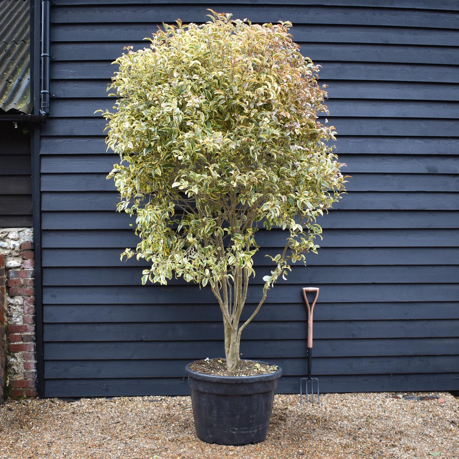 Ligustrum lucidum 'Excelsum Superbum' Parachute | Chinese privet - Multistem Parachute - Height 190-210cm - 130lt