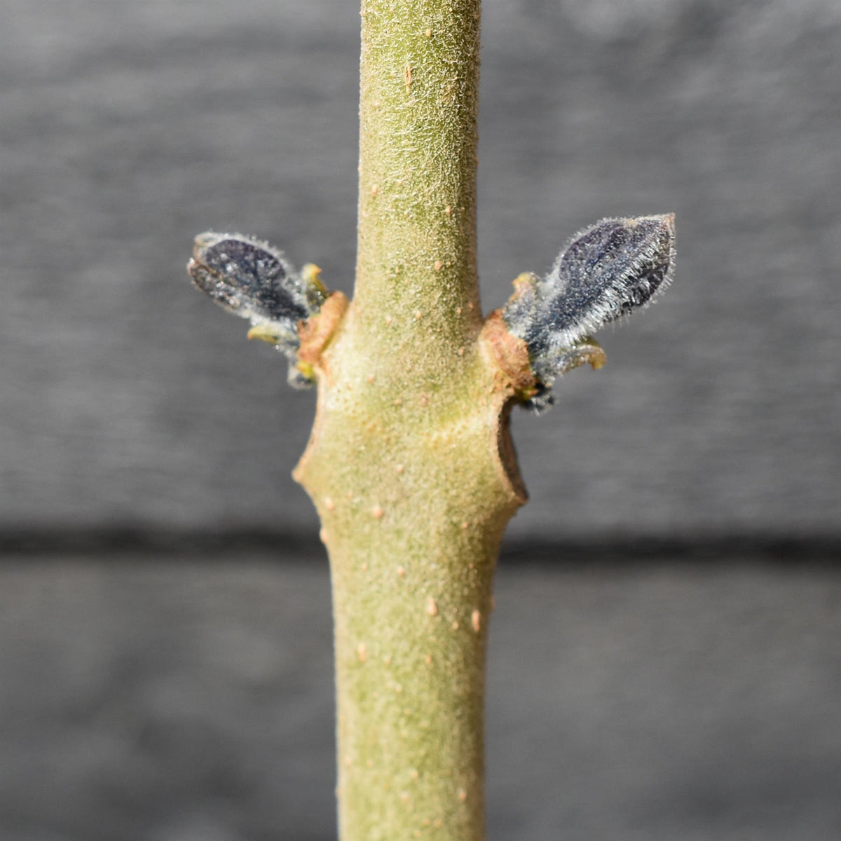 Paulownia elongata 'Futuro' - Height 40-70cm - 10lt