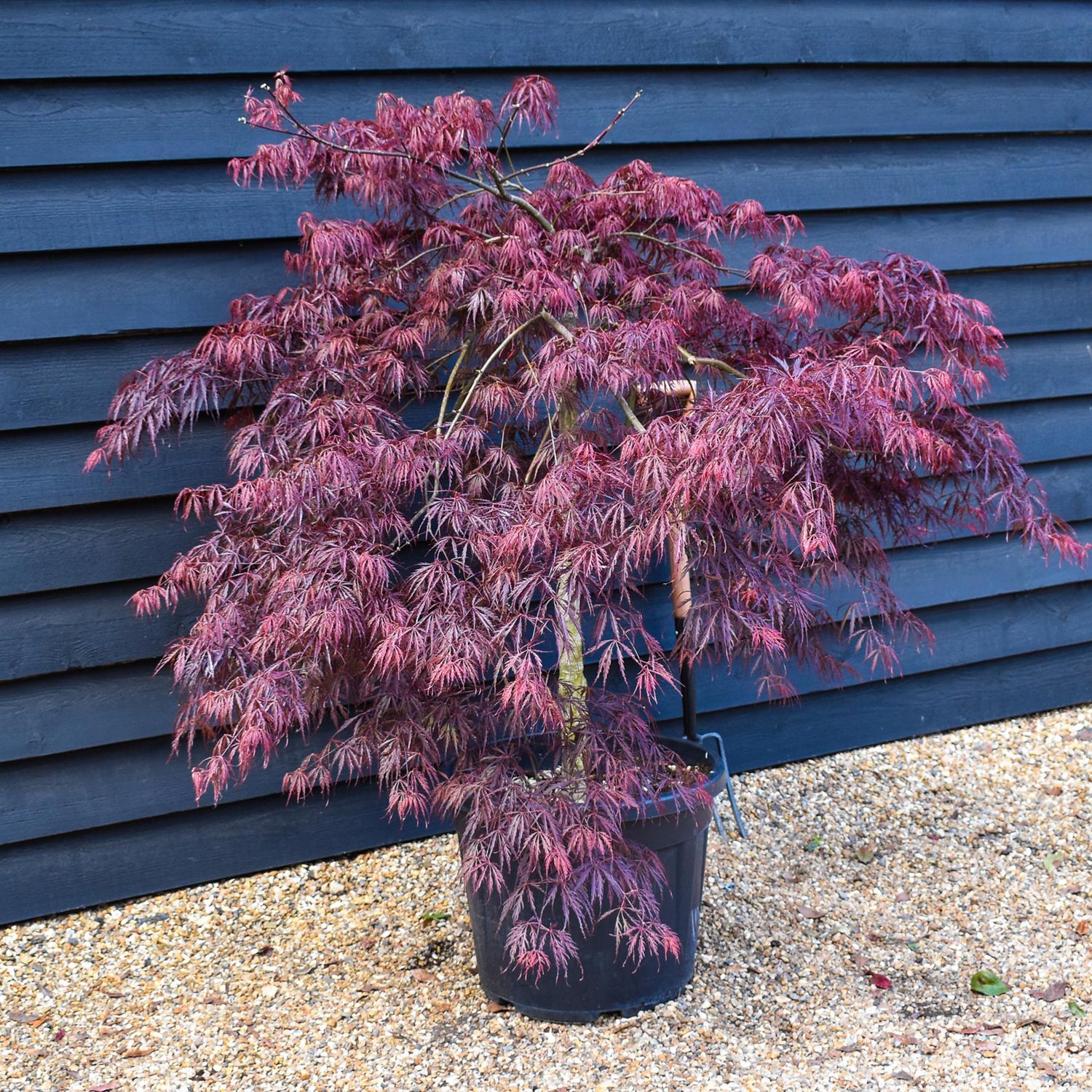 Acer palmatum 'Inaba-shidare' | Japanese maple - Clear Stem 80cm - Height 120-140cm - 55lt