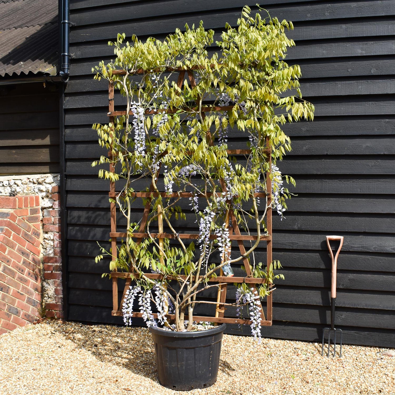 Wisteria sinensis 'Prolific' | Chinese Wisteria Purple - Frame (H) 180cm x (W) 120cm - Height 180cm -70lt
