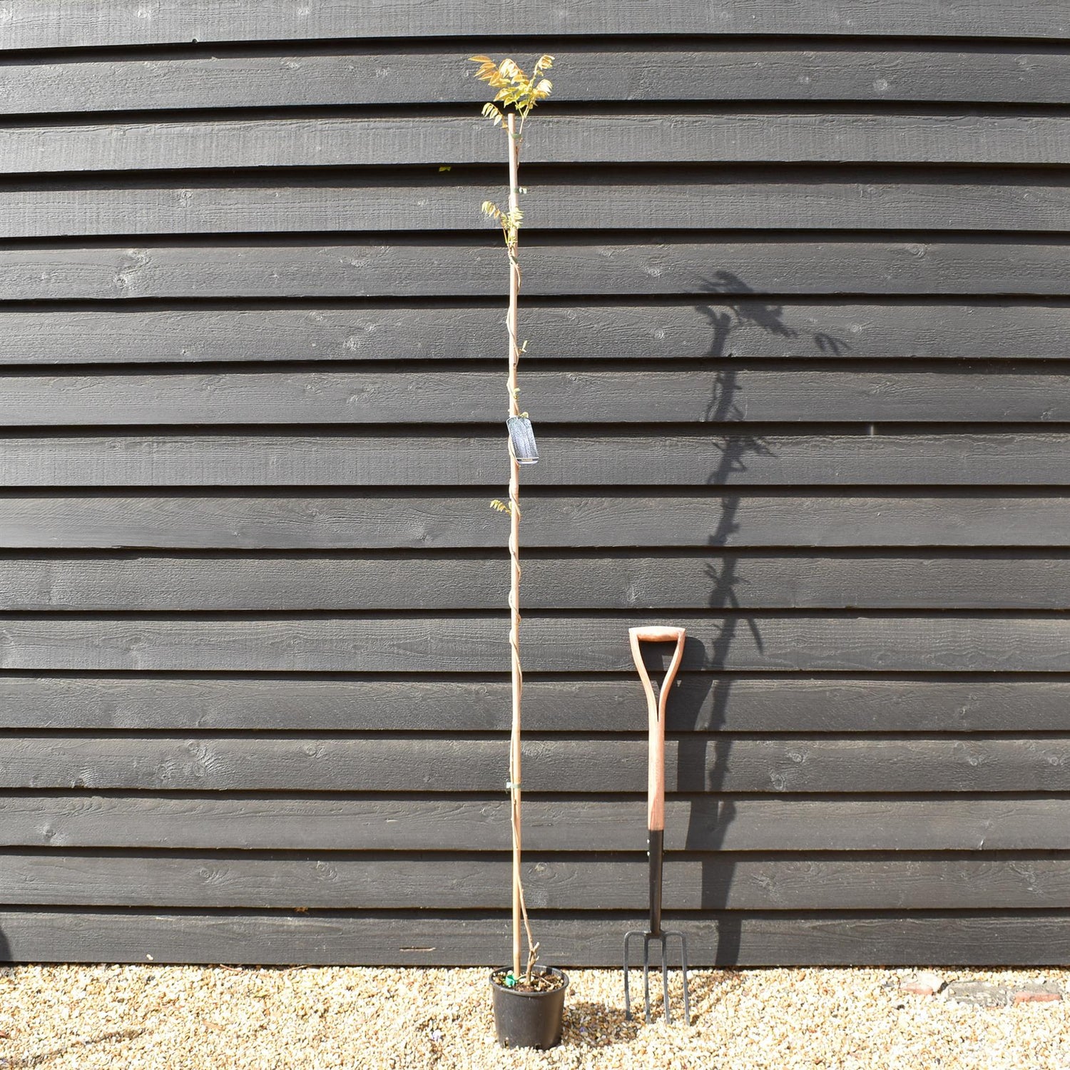 Wisteria floribunda Macrobotrys - Cane - Height 150-200cm - 3lt