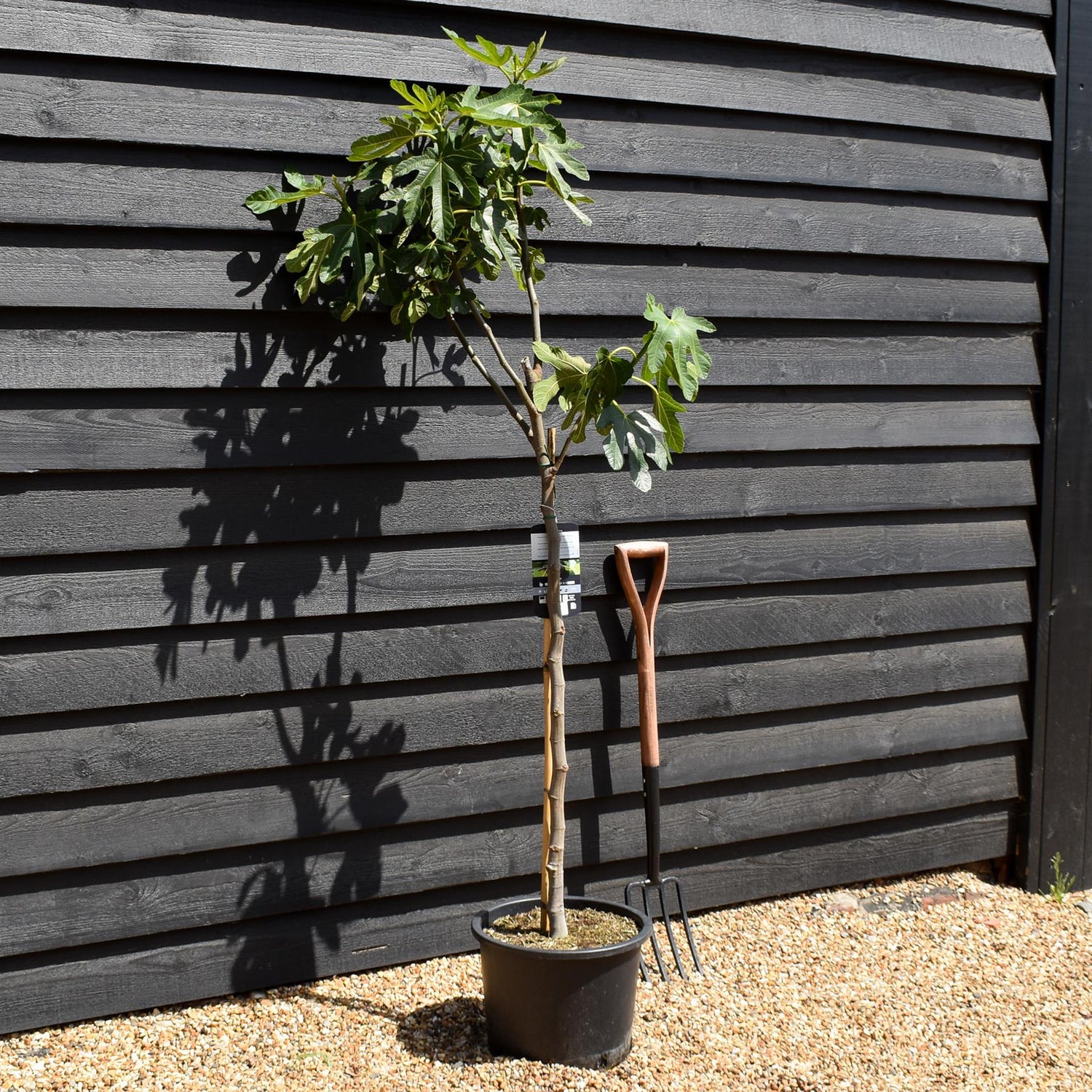 Fig - Ficus carica 'Noire de Caromb' - Clear Stem 80-90cm - Height 160-170cm - 10lt