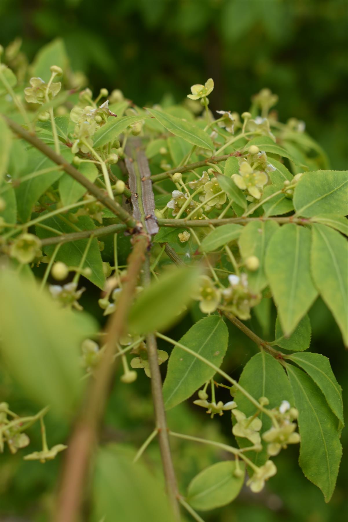 Euonymus alatus | Winged Spindle Tree - Bush - Large Shrub - Height 170-180cm - 90lt