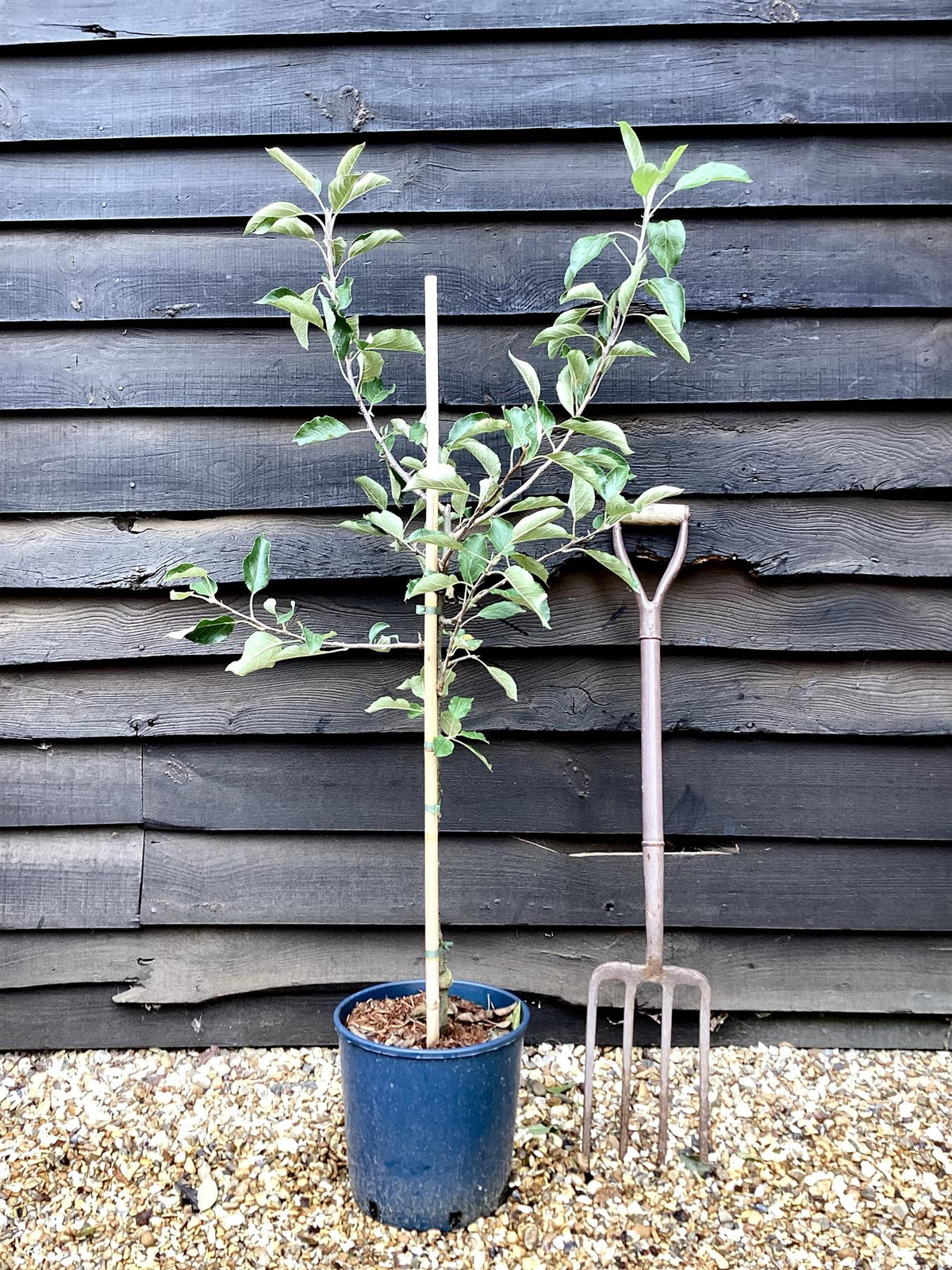 Apple tree 'Red Falstaff' | Malus domestica - M26 - Semi-Dwarfing - Height 130-140cm - 12lt