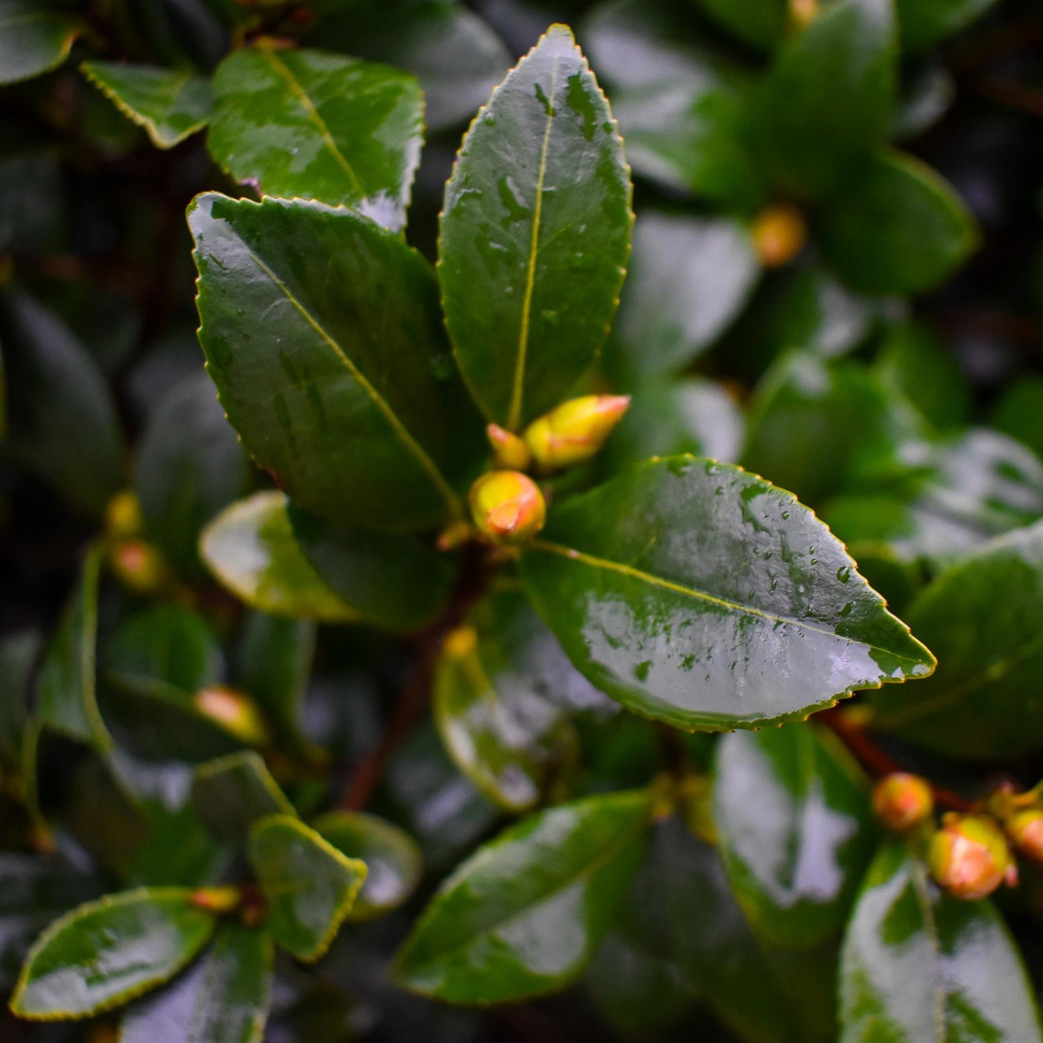 Camellia sasanqua - White winter flower - Biancaneve - Clear Stem 100cm - Height 190cm - 35-40lt