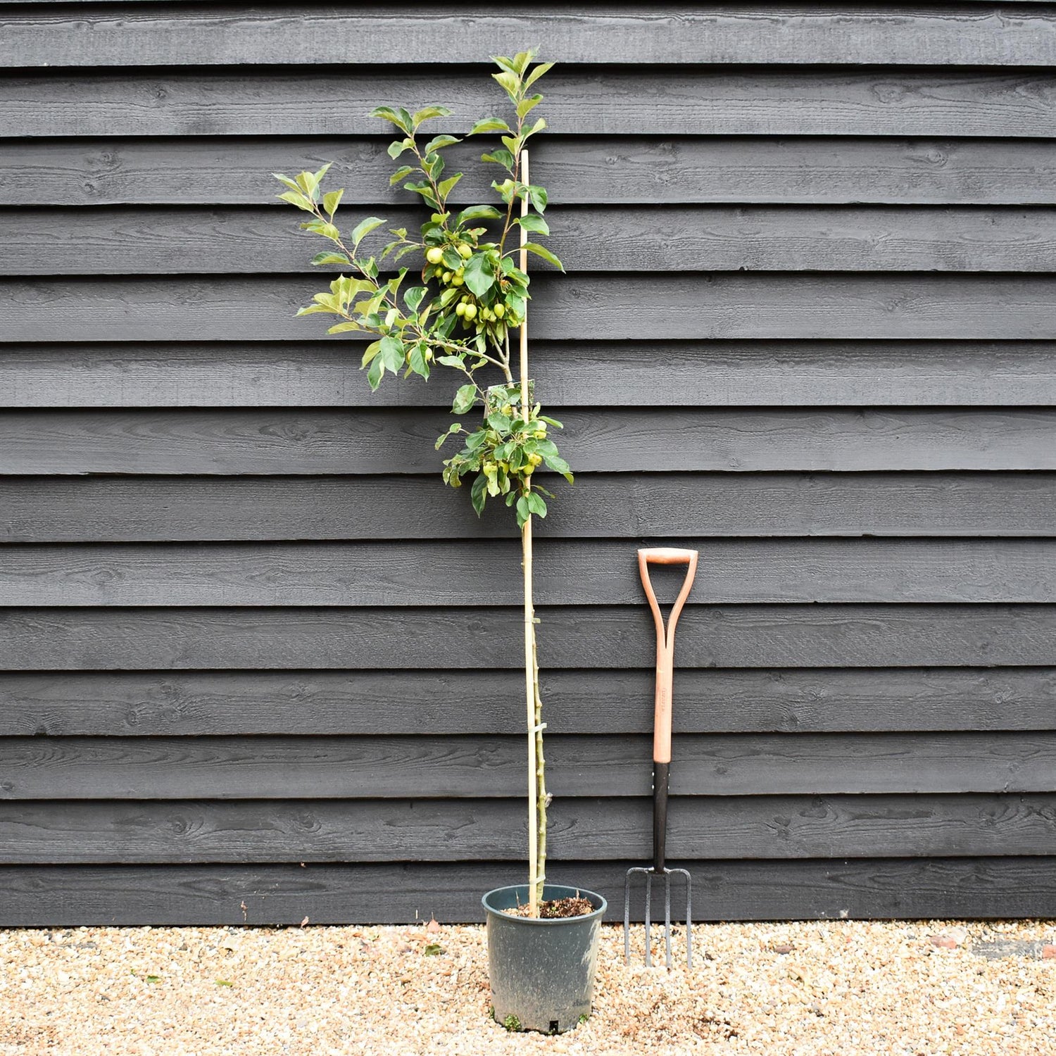 Apple tree 'John Downie' | Malus domestica - 160-180cm - 10lt