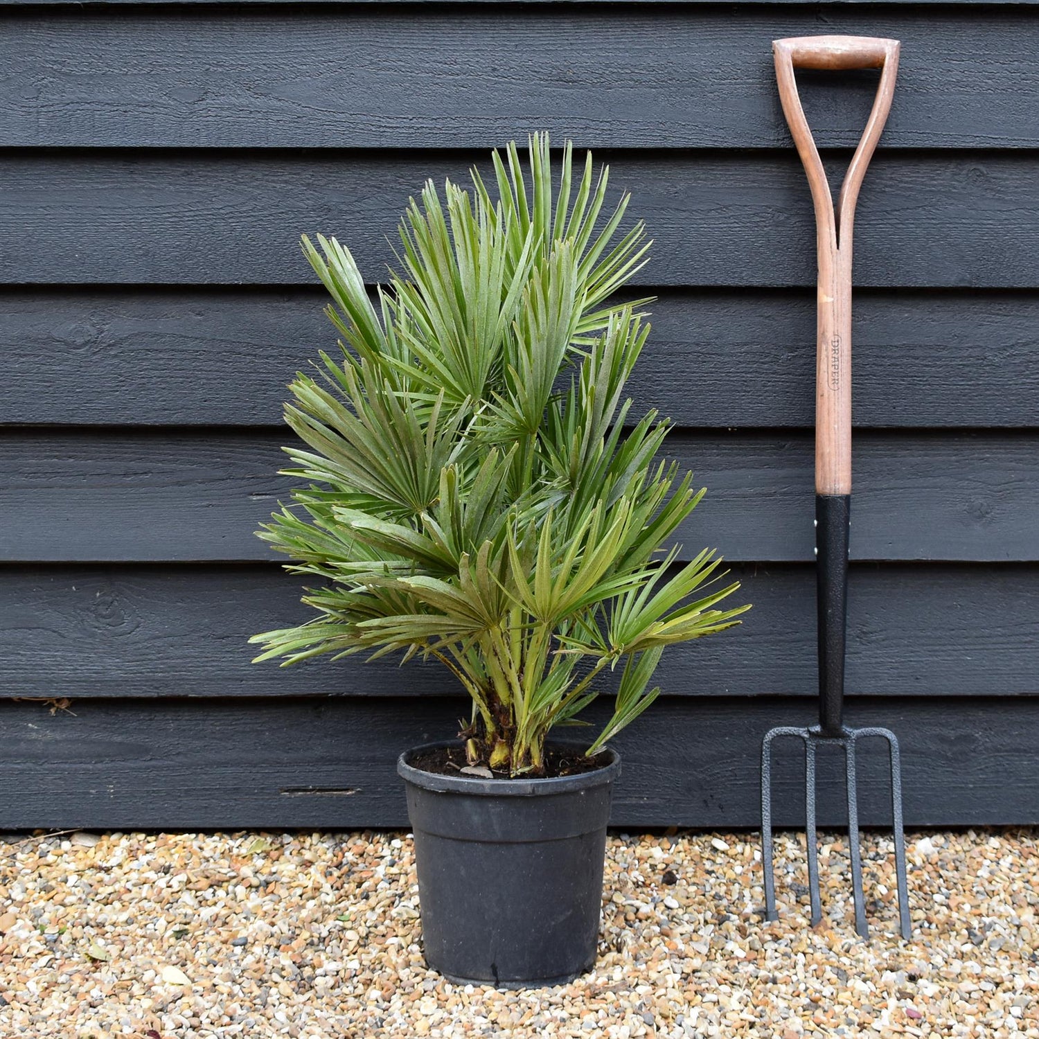Chamaerops Hummilis Compacta - Height 60-70cm - Shrub - 18lt