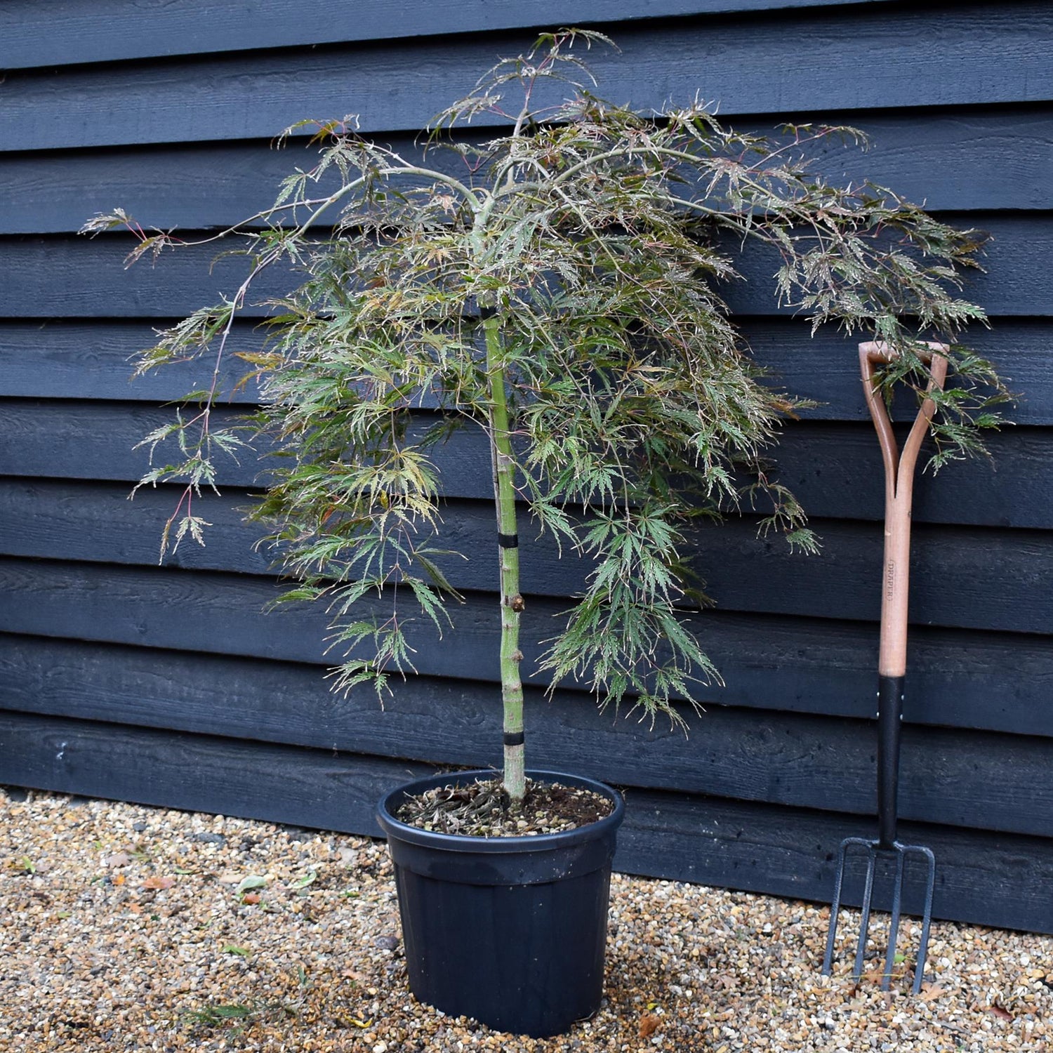 Japanese Maple 'Inaba-Shidare' |Clear Stem 70-80cm - Height 80-120cm - 30lt