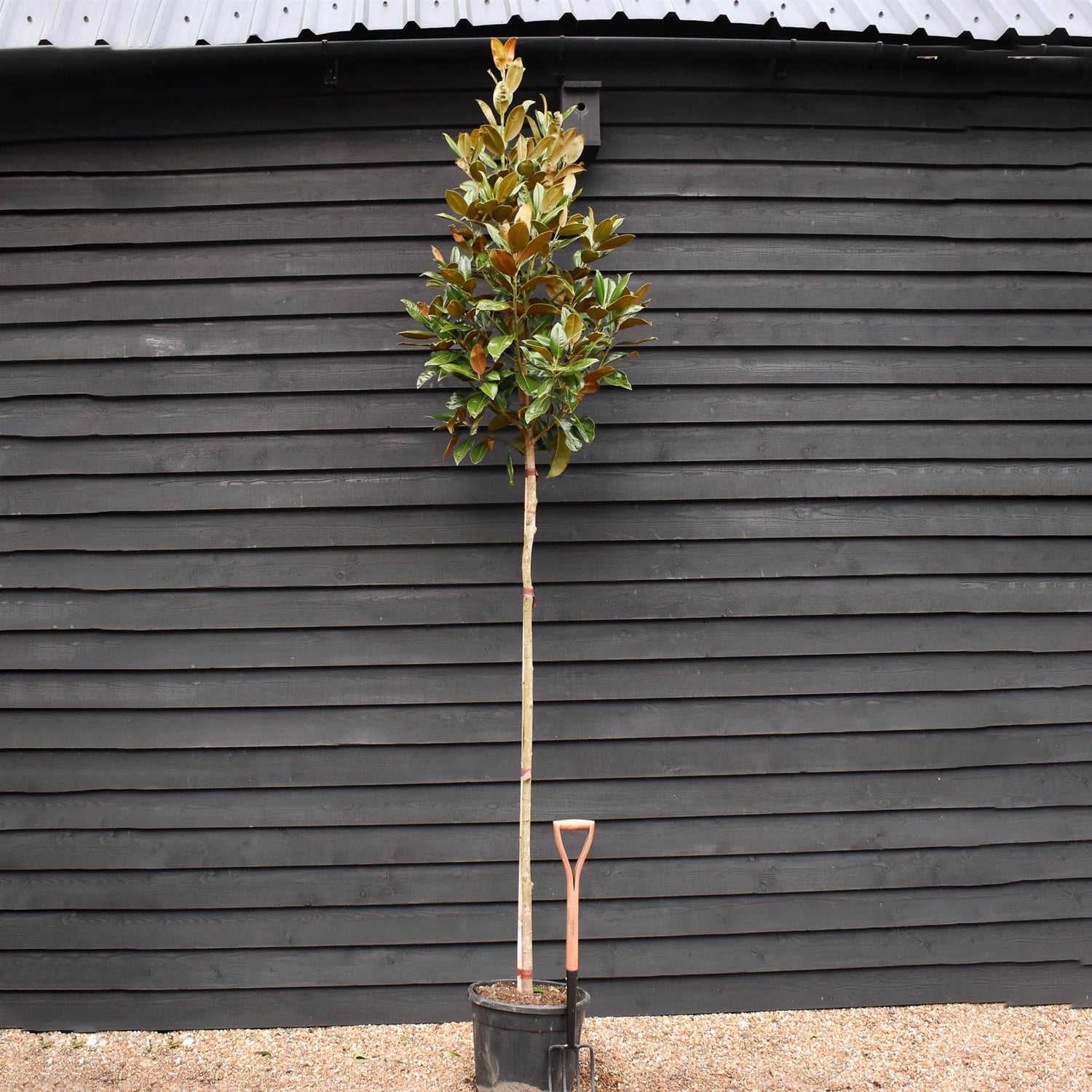 Magnolia grandiflora | Evergreen magnolia - Standard - Clear Stem 180-190cm - Girth 10-12cm - Height 350-400cm - 35lt