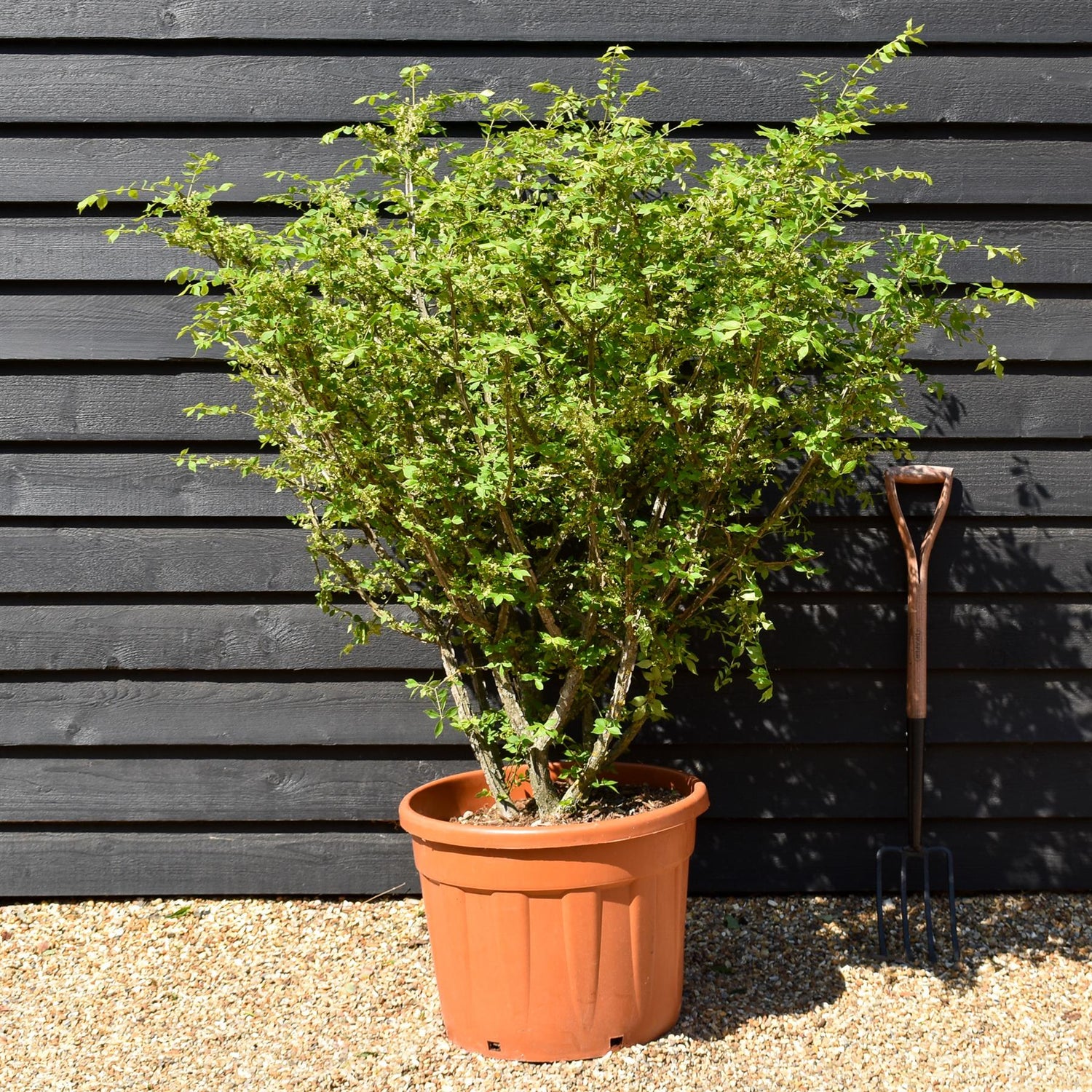 Euonymus alatus | Winged Spindle Tree - 125-150cm -70lt