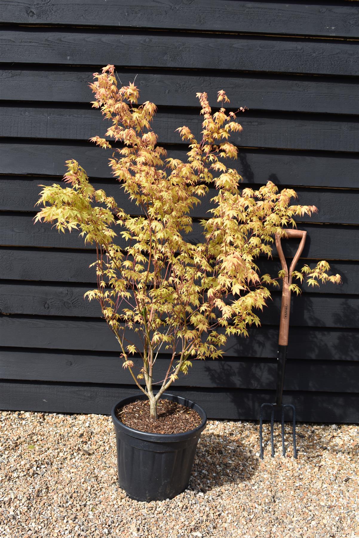 Acer palmatum 'Katsura' | Katsura Japanese Maple - Bushy - Bushy - Height 100-150cm - 20lt