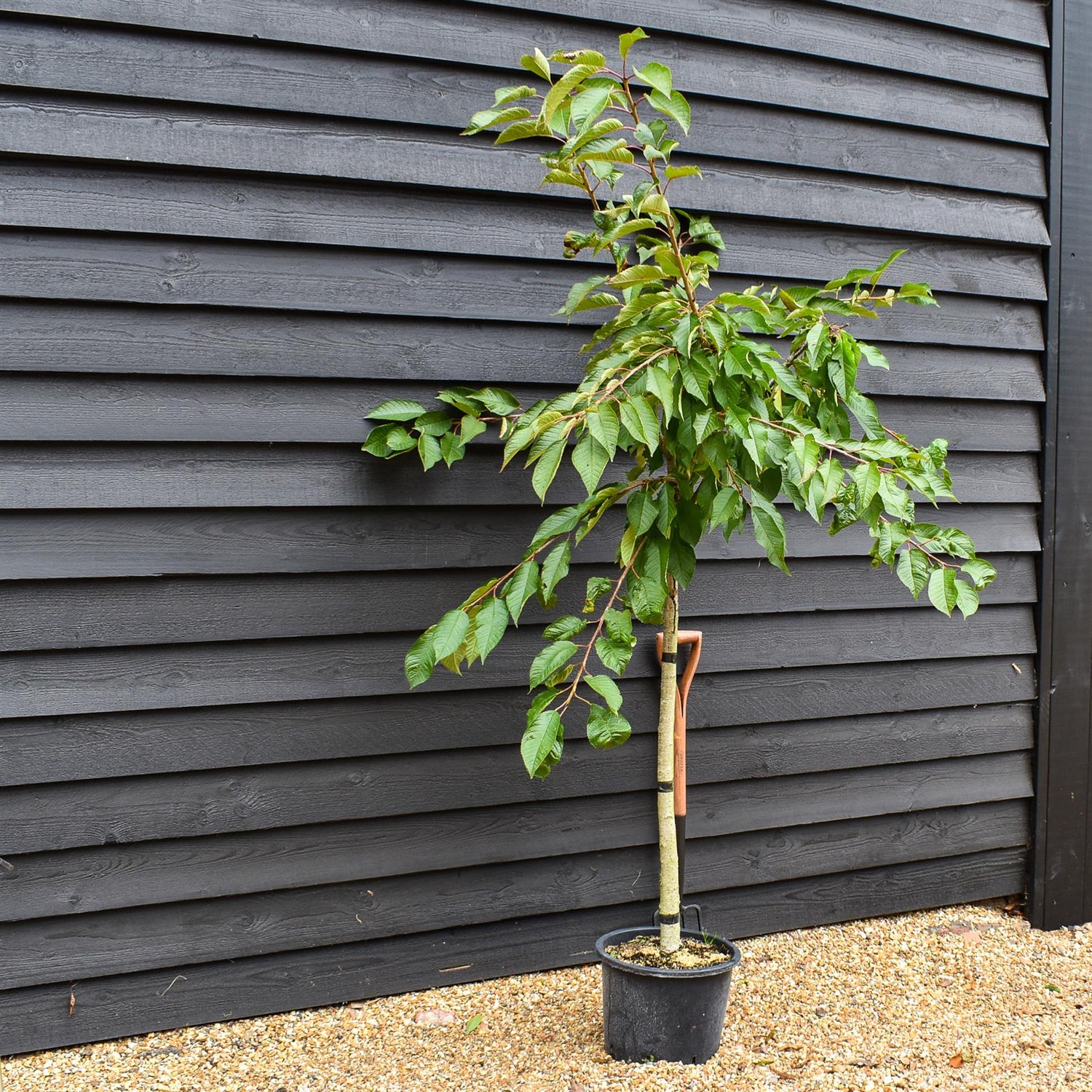 Prunus avium 'Early Rivers' | Cherry 'Early Rivers' - Height 150-160cm - 25lt