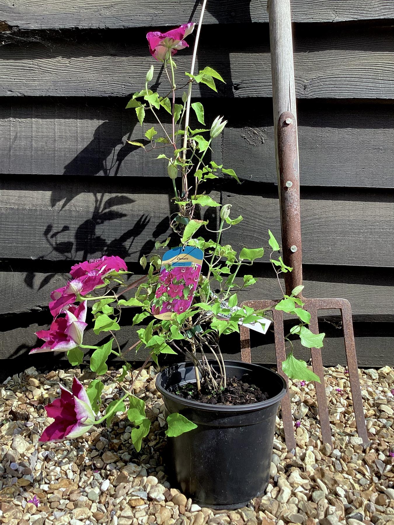 Clematis Diayu - 2lt