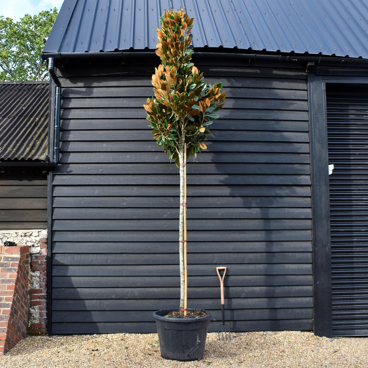 Magnolia Grandiflora 'Galissonniere' | Southern Magnolia 'Galissonniere' - Standard - Clear Stem 180-200cm - Girth 14-16cm - Height 410-450cm - 90lt