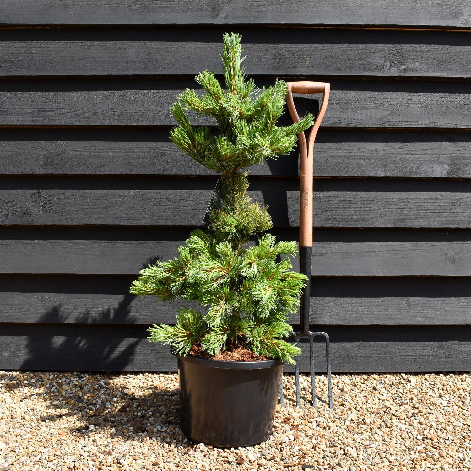 Japanese white pine | Pinus parviflora 'Ara kawa' - Height 70-90cm - Width 40-50cm - 11lt