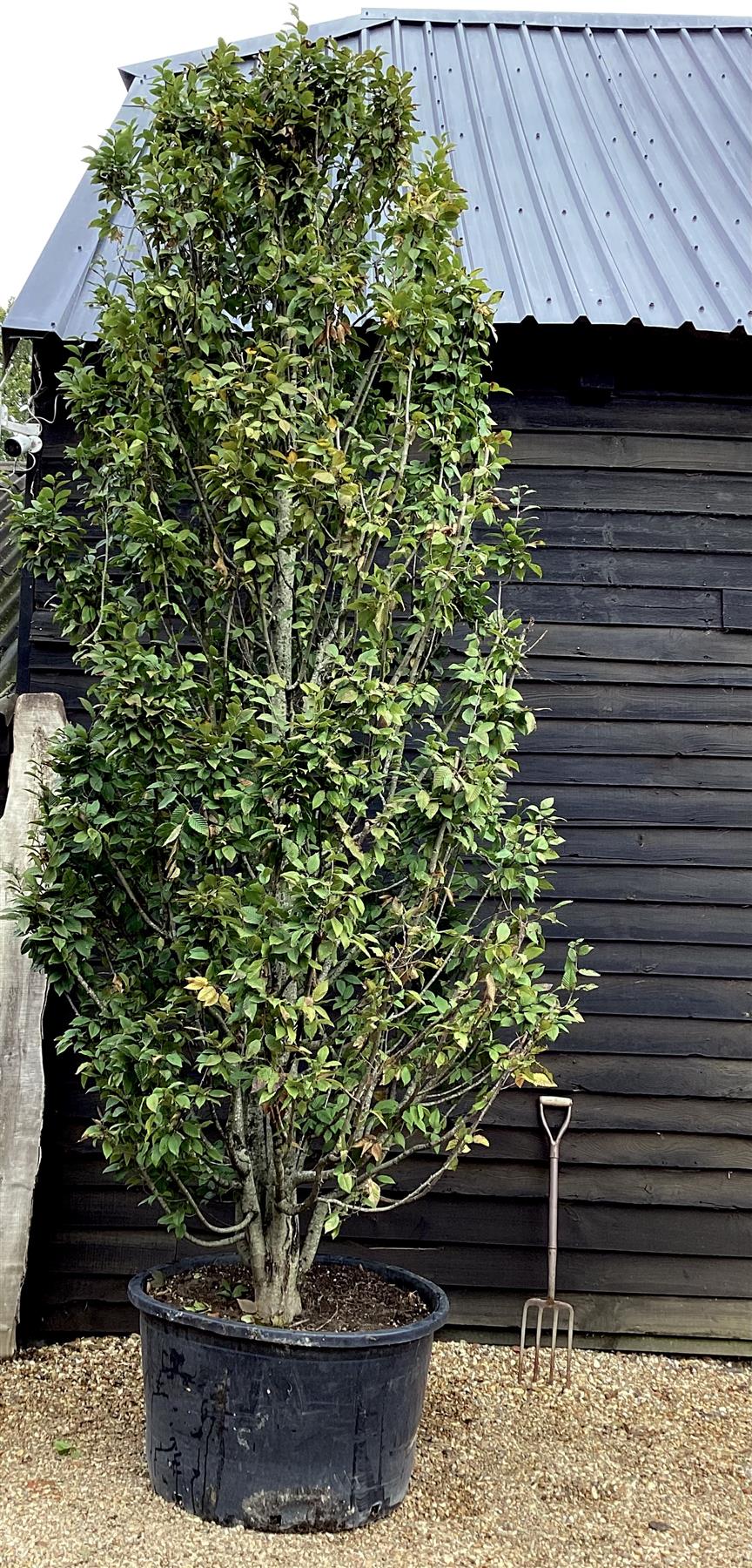 Carpinus betulus | European Hornbeam - Cone - Large - Bushy - Height 350cm -  285lt