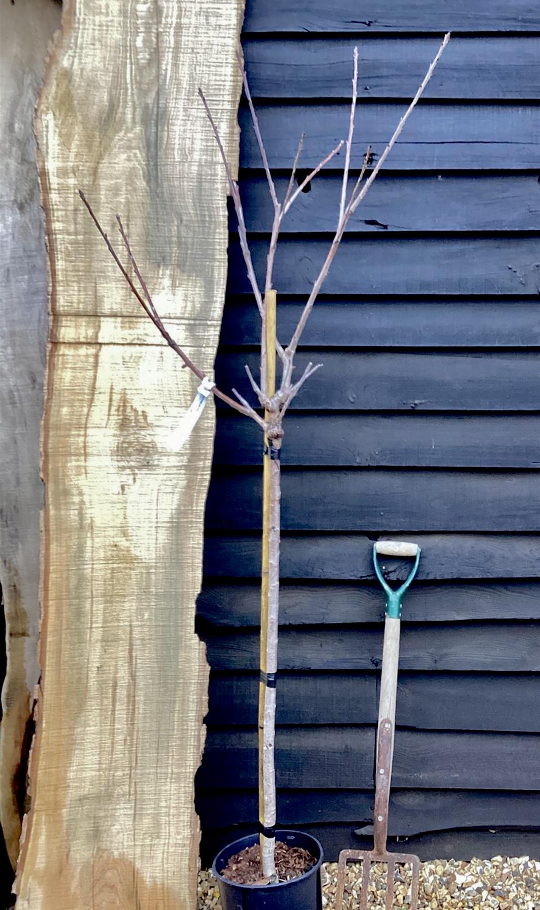 Prunus avium 'Early Rivers' | Cherry 'Early Rivers' - 100-120cm, 10lt ...