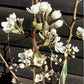 Pear tree 'Williams' Bon Chretien' | Pyrus communis  - 150-160cm - 10lt