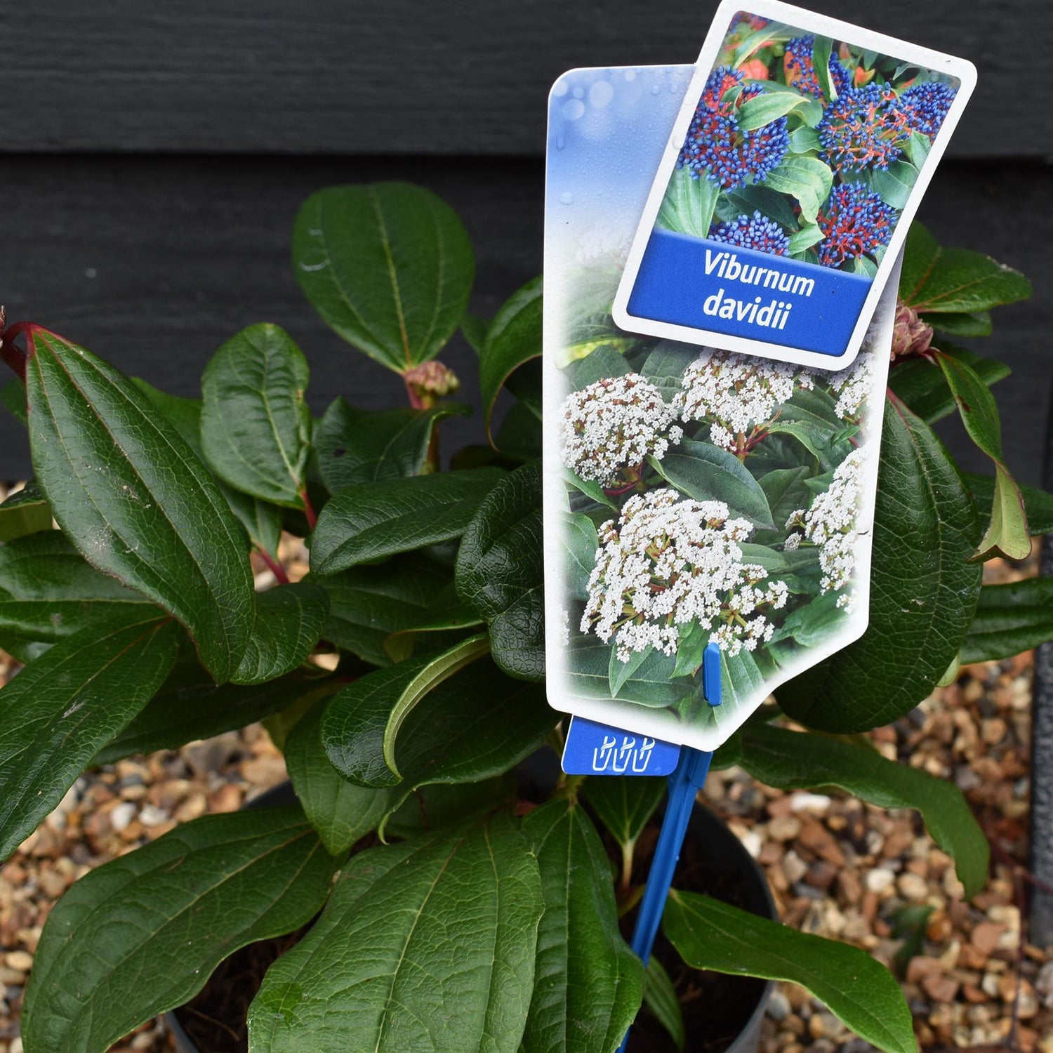 Viburnum davidii - 15-30cm - 2lt