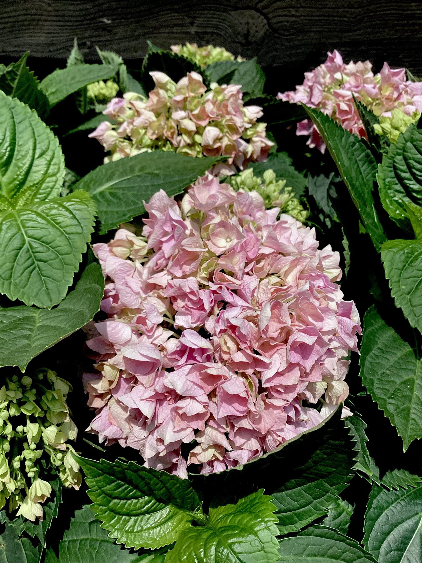 Hydrangea Original Mophead Pink | Pink Hydrangea 50-60cm - 8lt