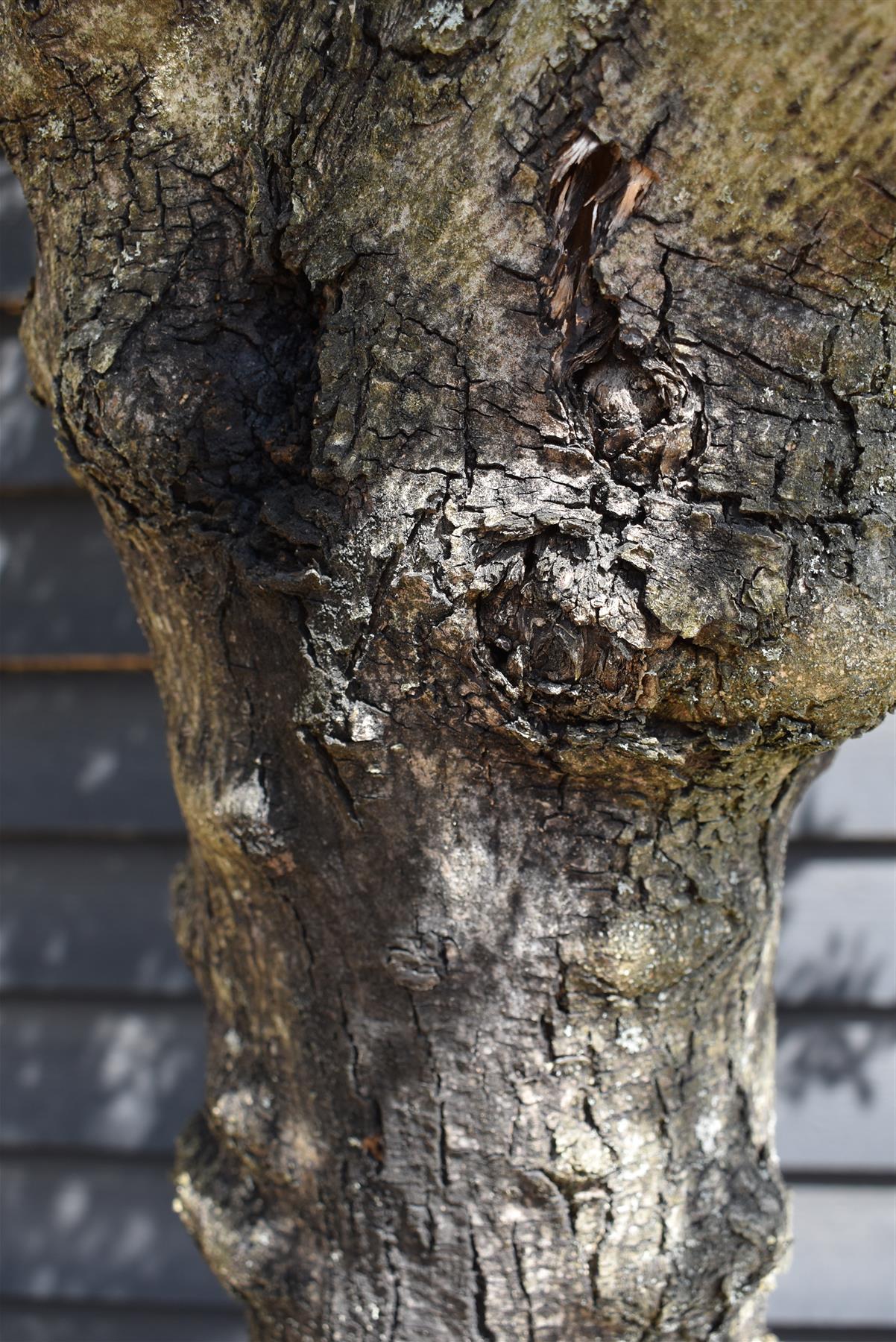 Olive Tree | Olea Europea 1/2 Std Girth 51cm - 250-260cm, 160lt