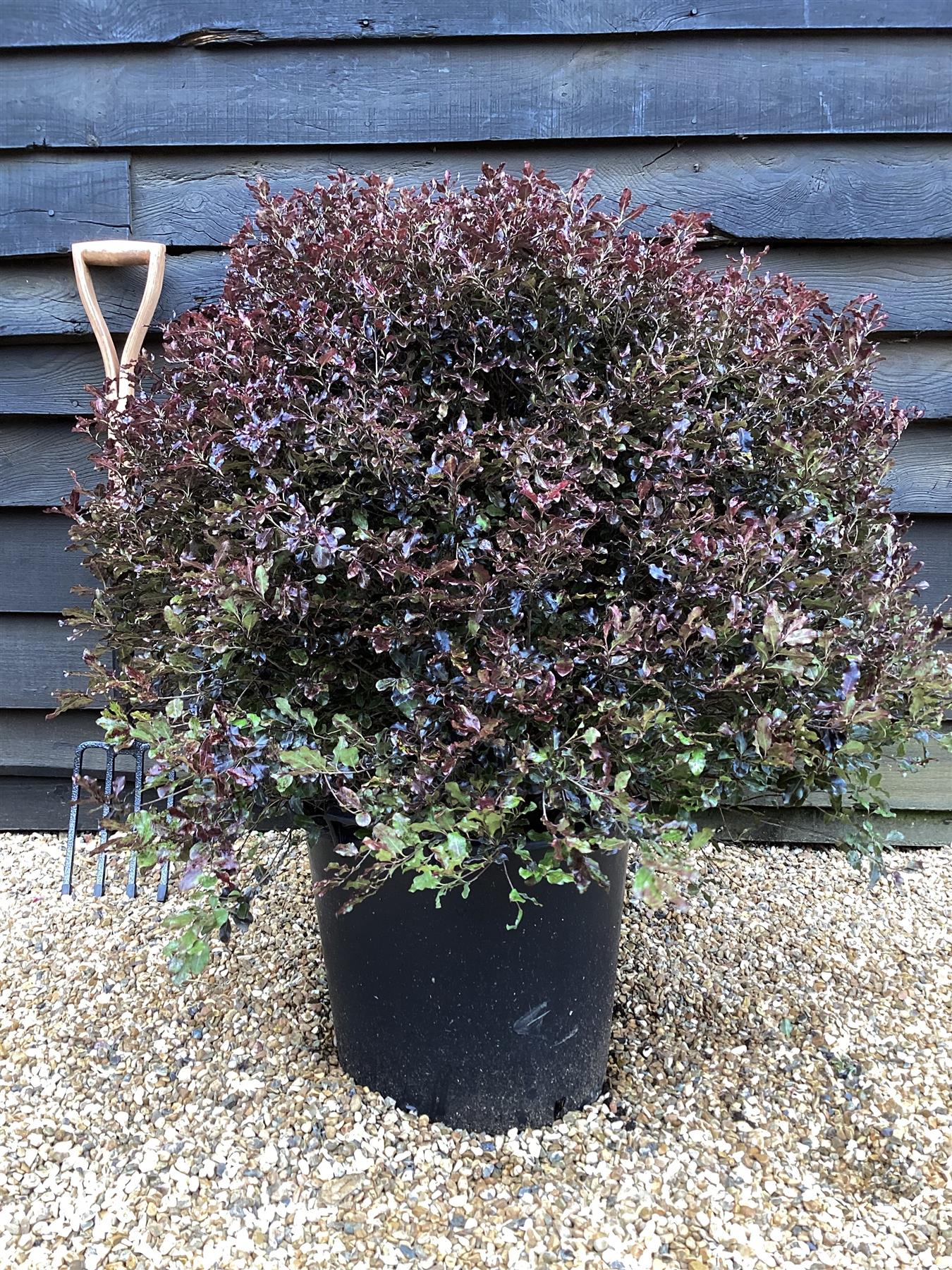 Pittosporum Tom Thumb - Height 60-80cm - Width 80-100cm - 30lt