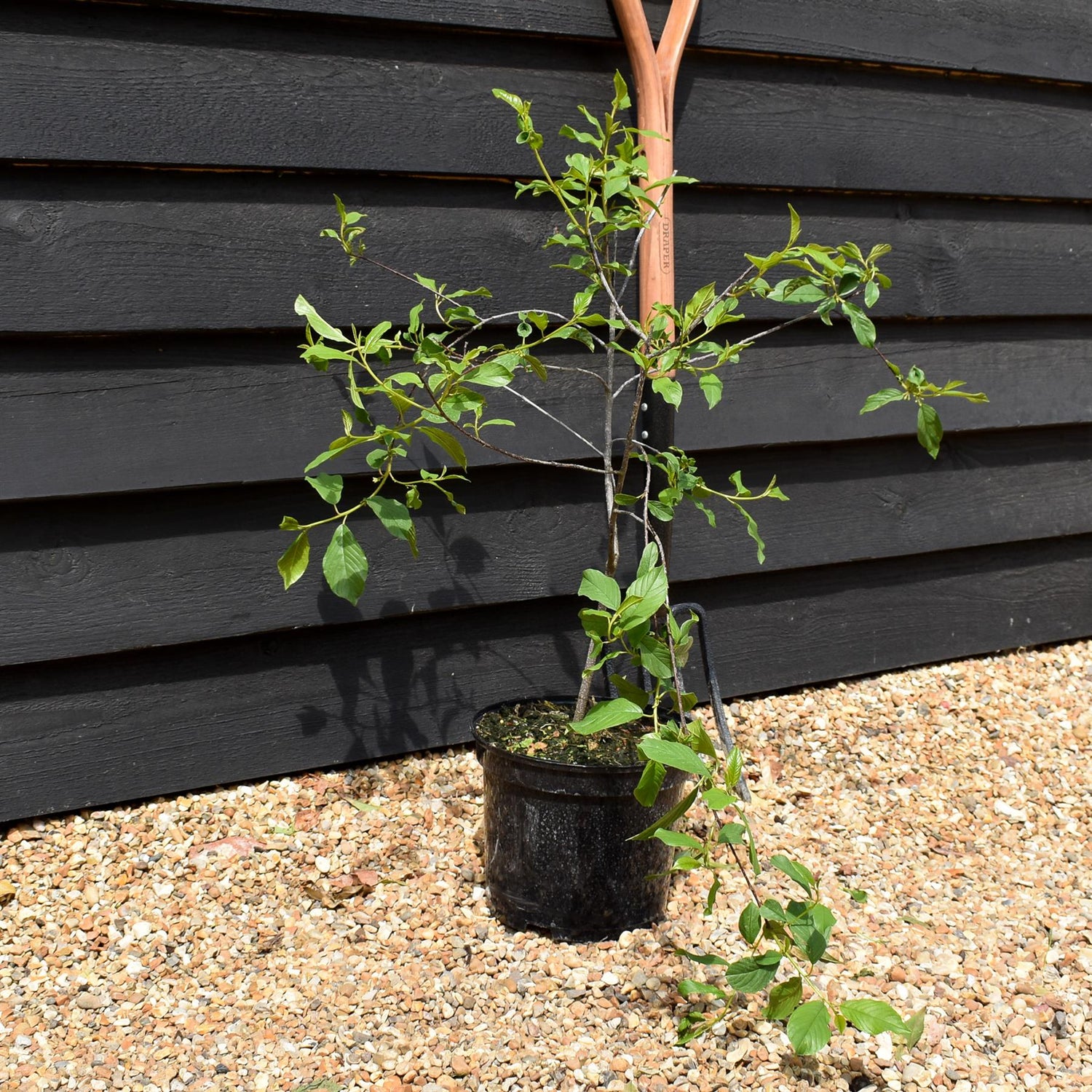 Frangula Alnus - Alder Buckthorn - Height 50-60cm - Bushy - 5lt